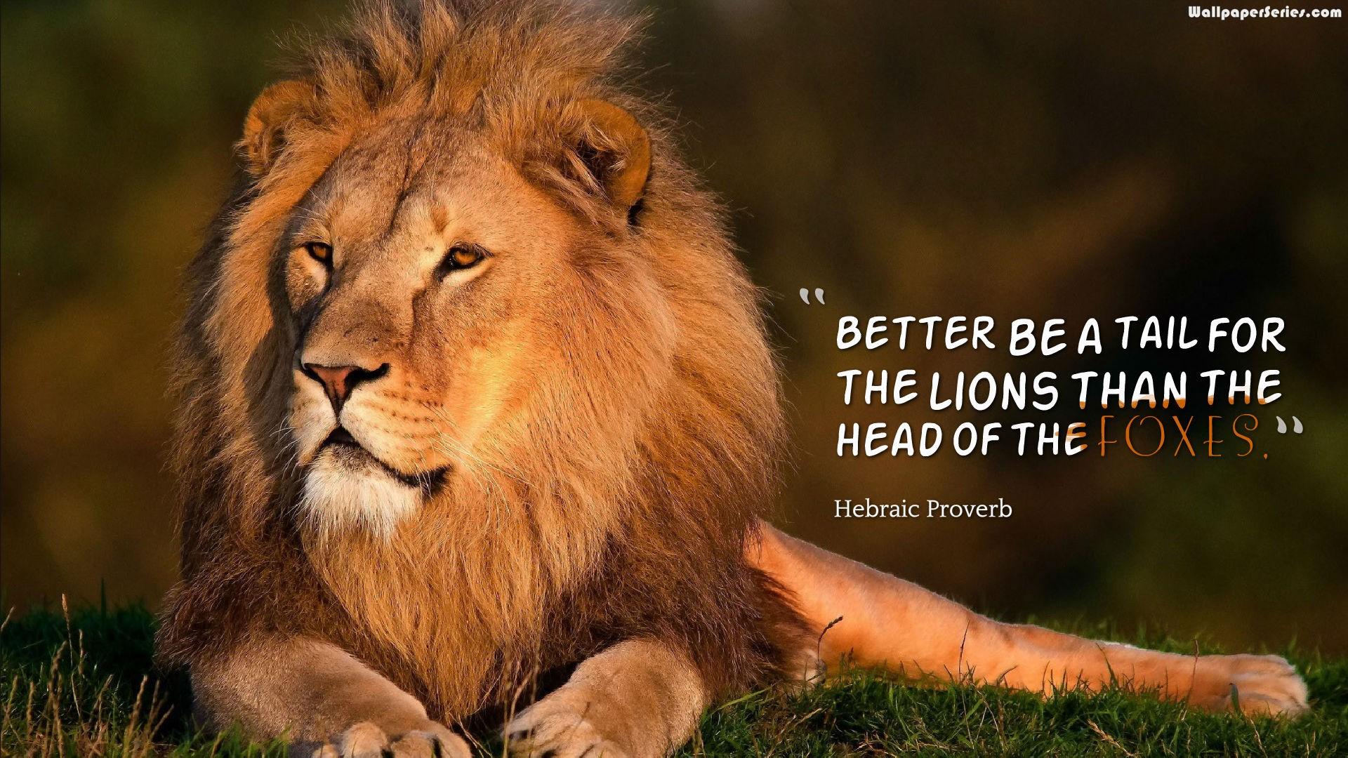 1920x1080 Lion quotes Leadership lion quotes wallpaper 10718 baltana