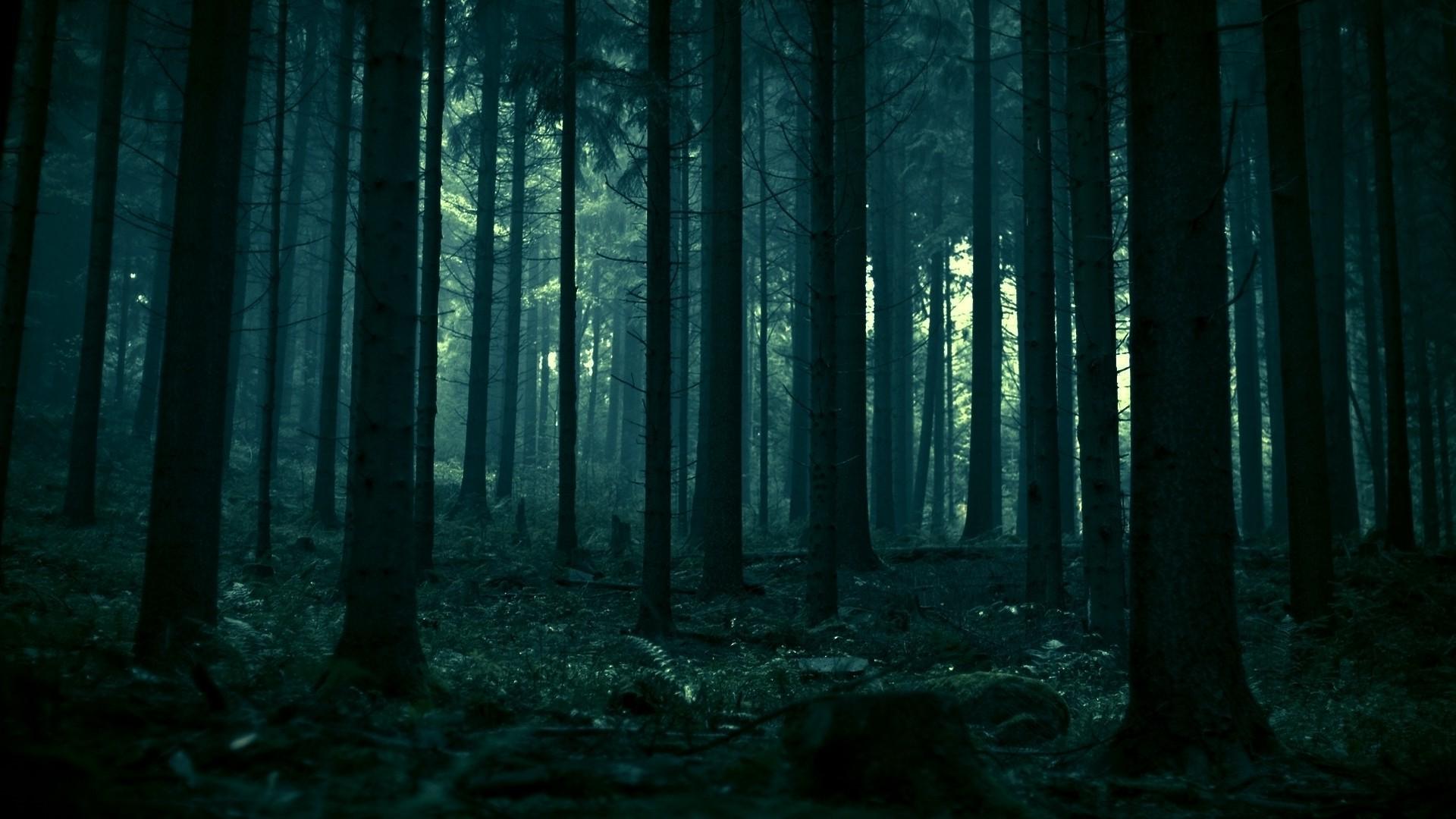 1920x1080 Free download forest Spruce Dead Trees Landscape Dark Trees Nature Pine [1920x1080] for your Desktop, Mobile & Tablet. Explore Dark Tree Wallpaper. Dark Tree Wallpaper, Wallpaper Tree, Tree Wallpaper