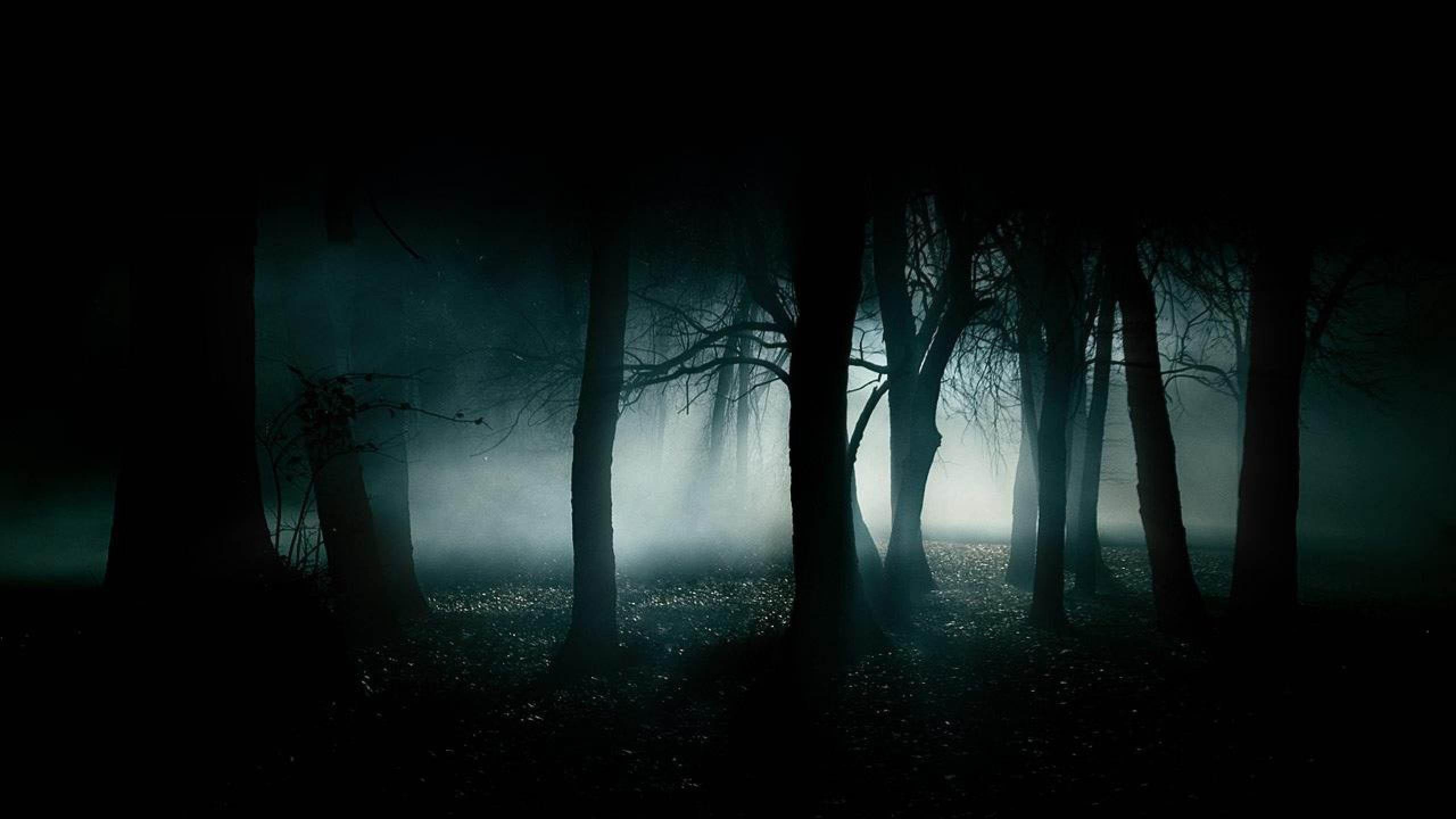 2560x1440 Dark Tree Wallpaper 1920x1080