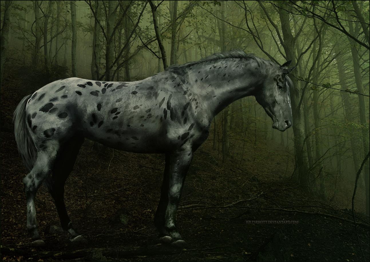 1293x917 Indian Horse Wallpaper