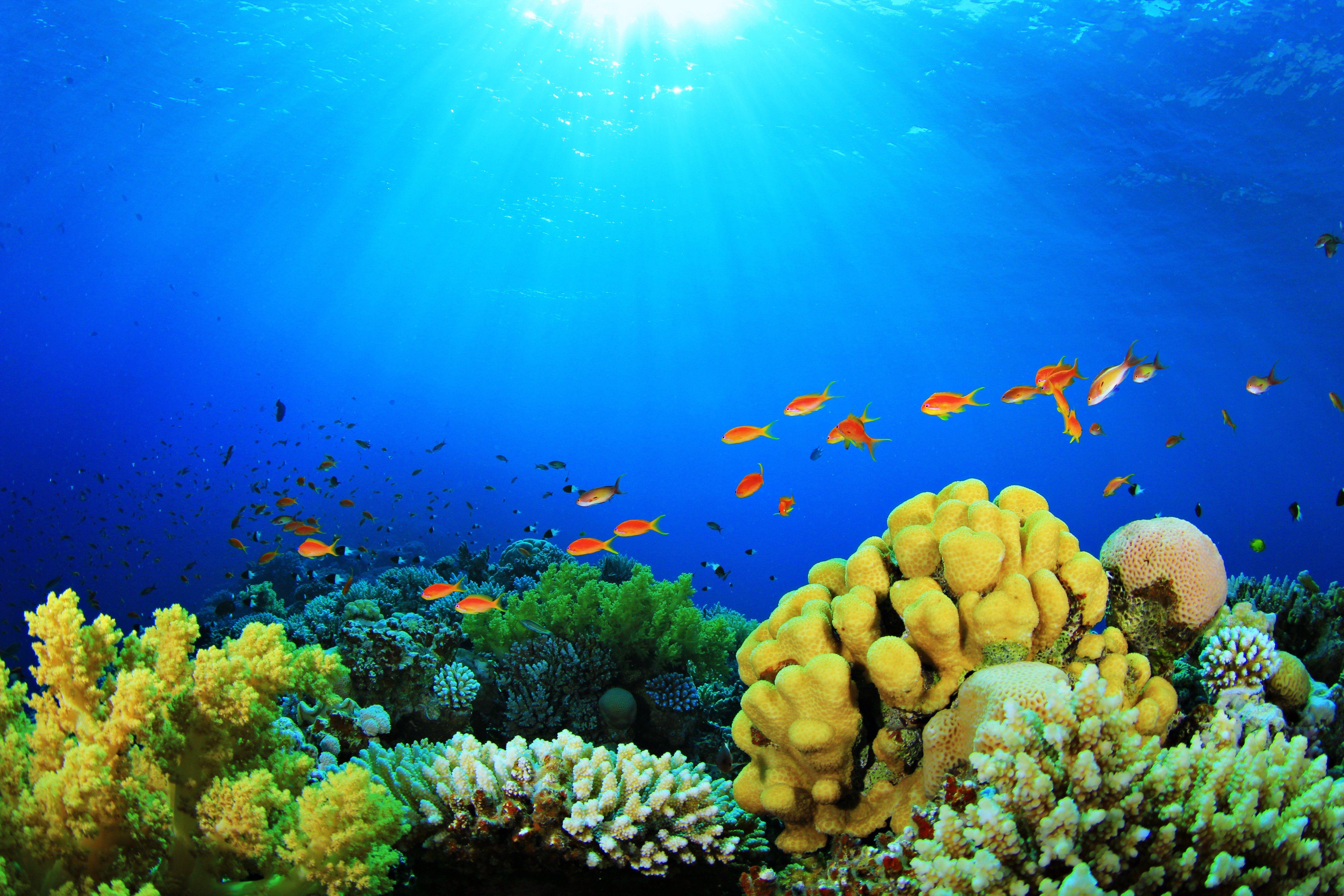 5184x3456 Fish Aquarium Wallpaper
