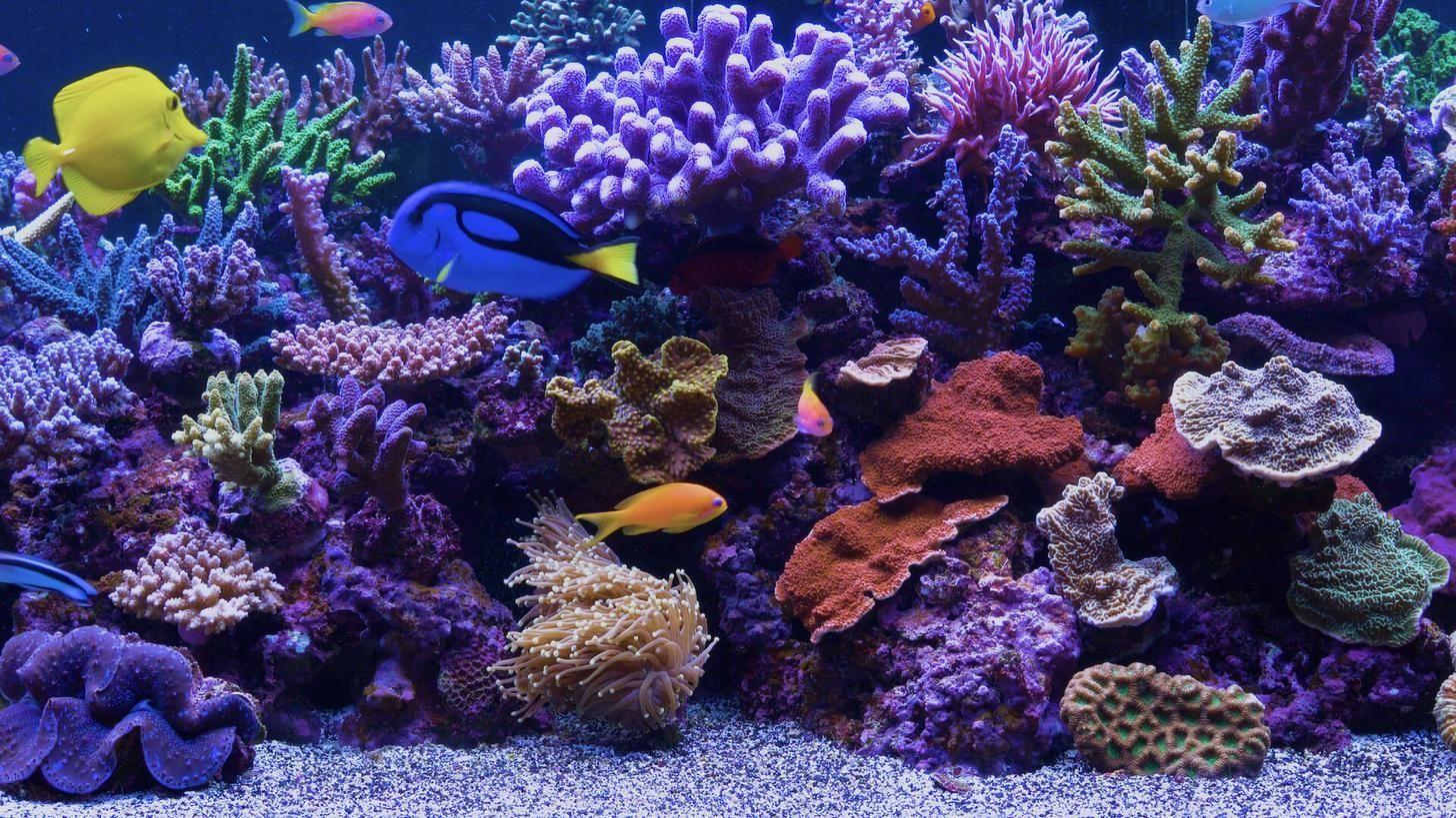 1456x819 Fish Tank Wallpaper, HD Fish Tank Background