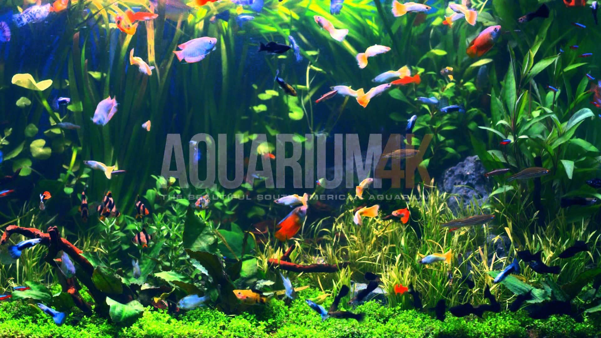 4K Aquarium Wallpapers - Top Free 4K Aquarium Backgrounds - WallpaperAccess