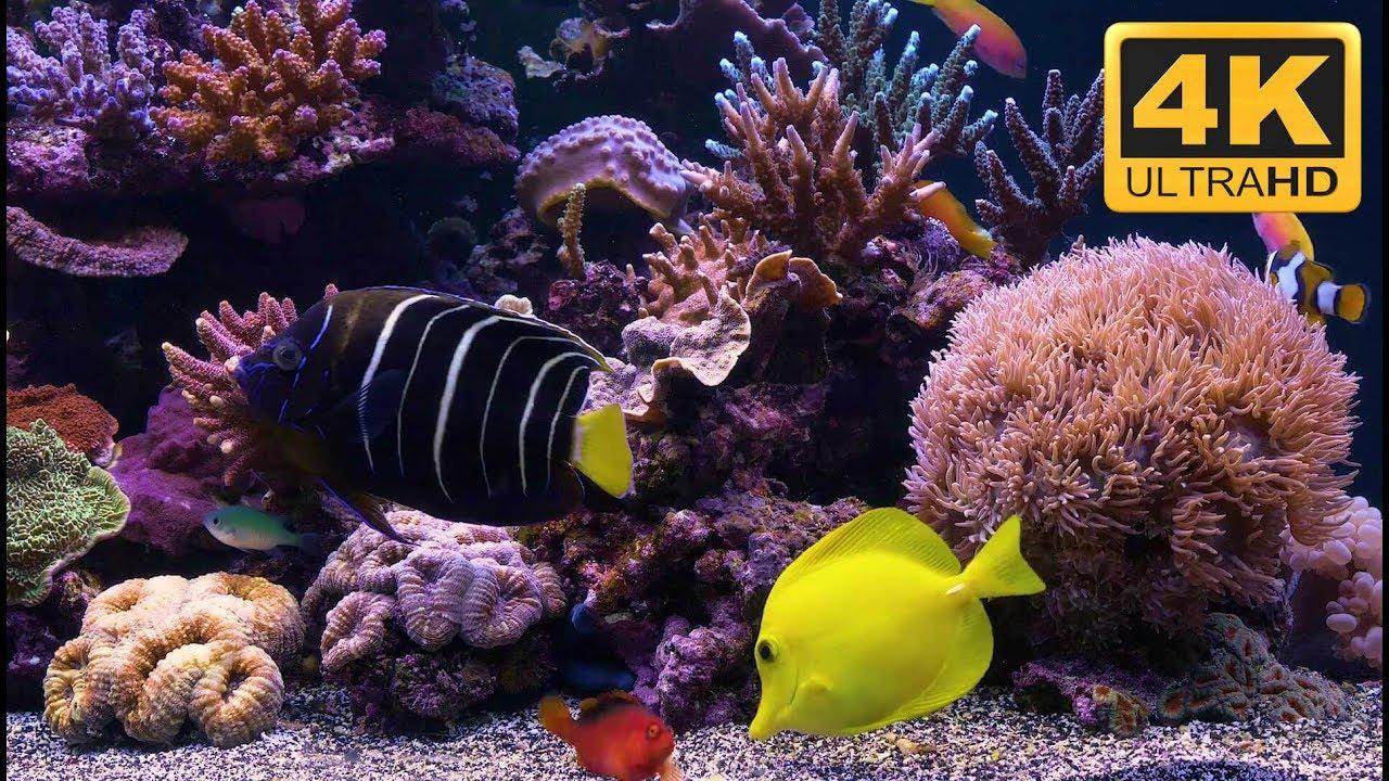 Ultra HD Aquarium Wallpapers - Top Free Ultra HD Aquarium Backgrounds ...