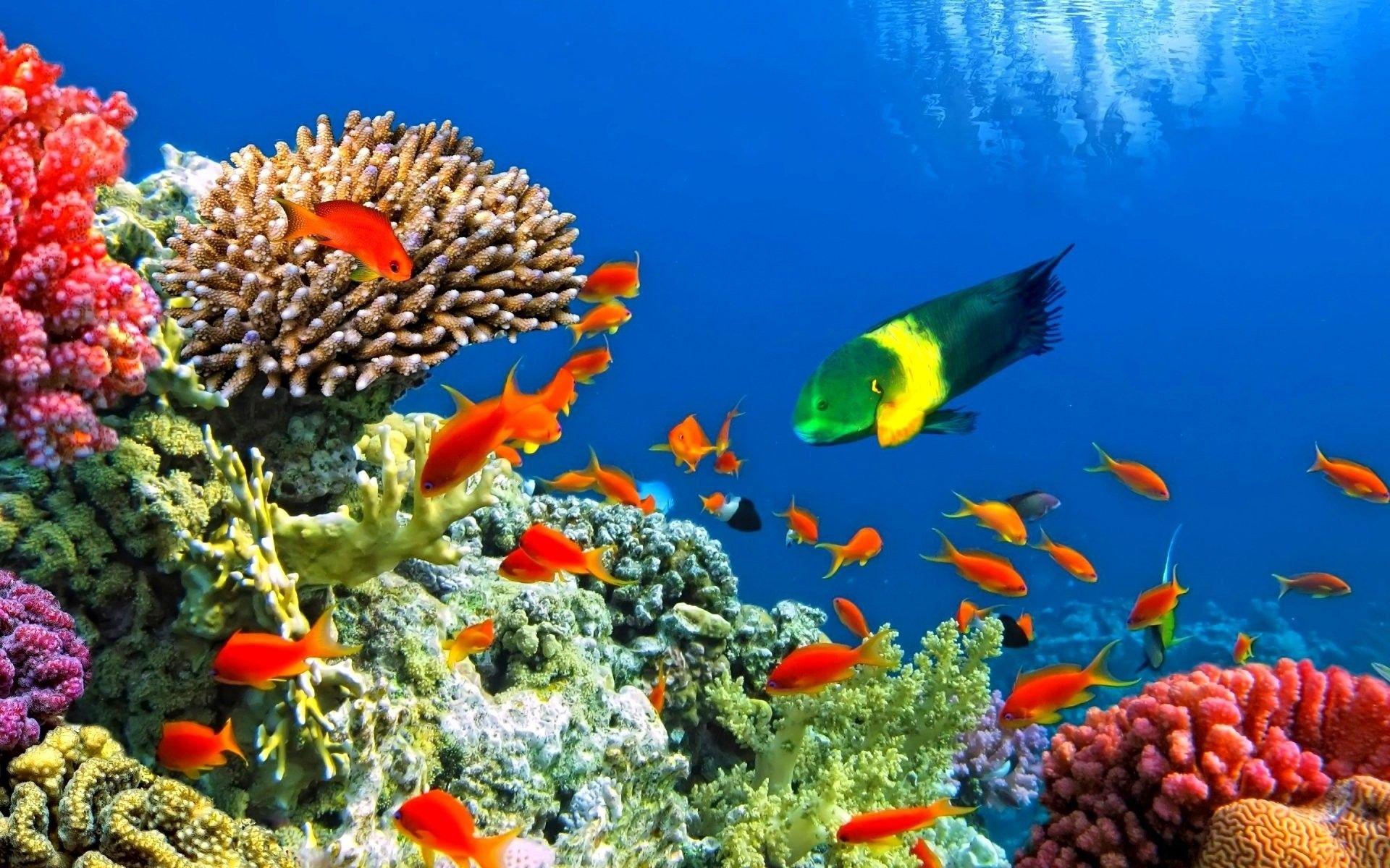1920x1200 Aquarium Wallpaper, HD Aquarium Background