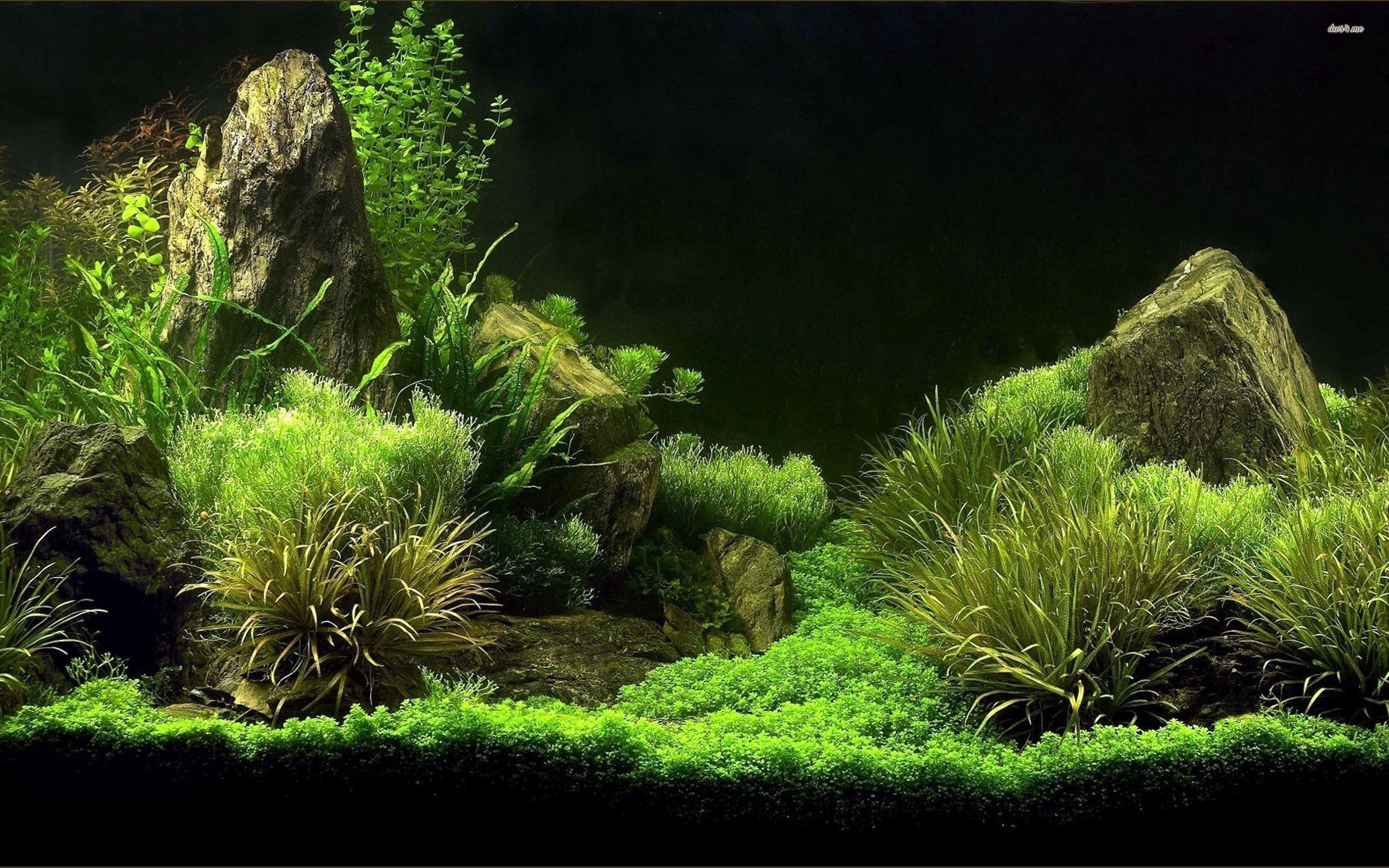 2560x1600 Ultra HD Aquarium Background