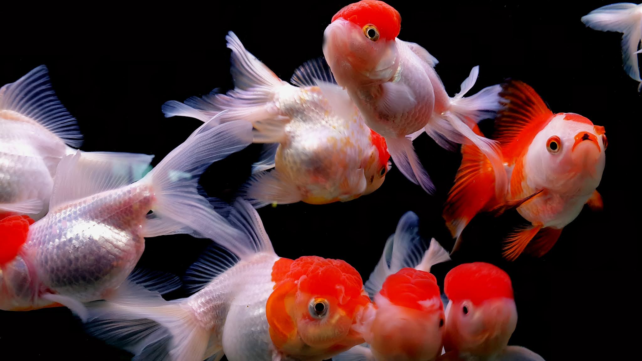 2048x1152 Best Community Aquarium 4K HD Wallpaper / Background