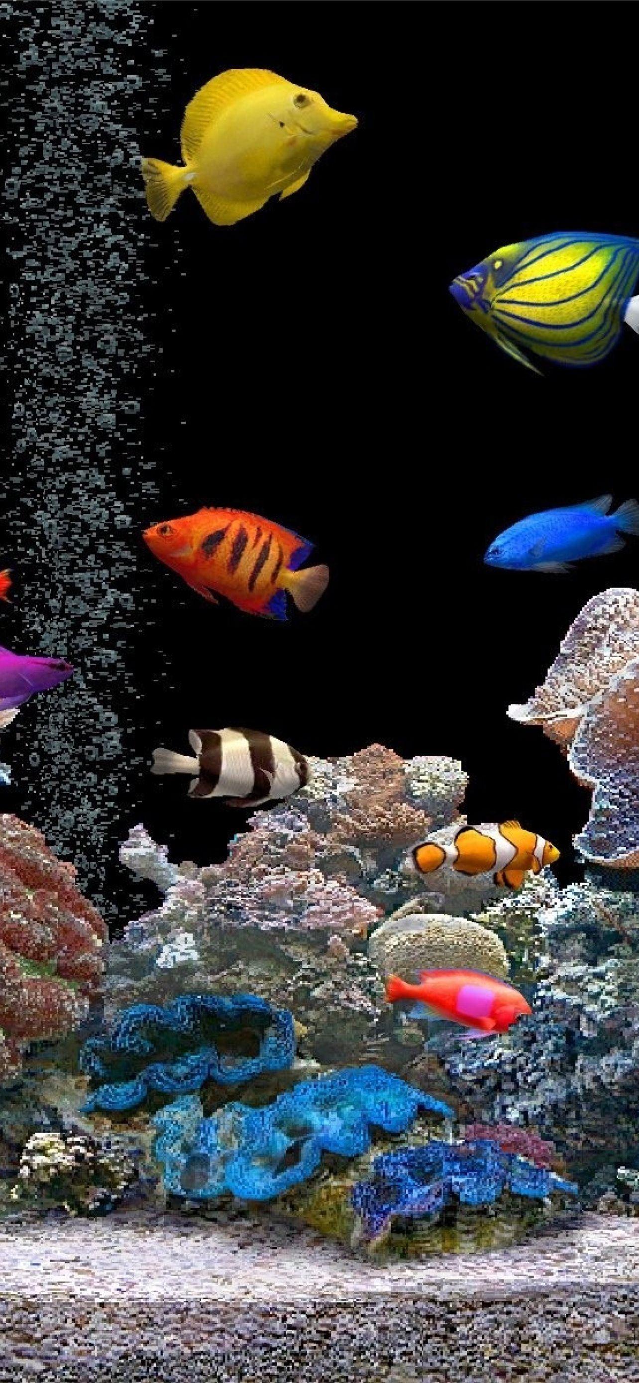 1284x2778 Latest Aquarium iPhone HD Wallpaper