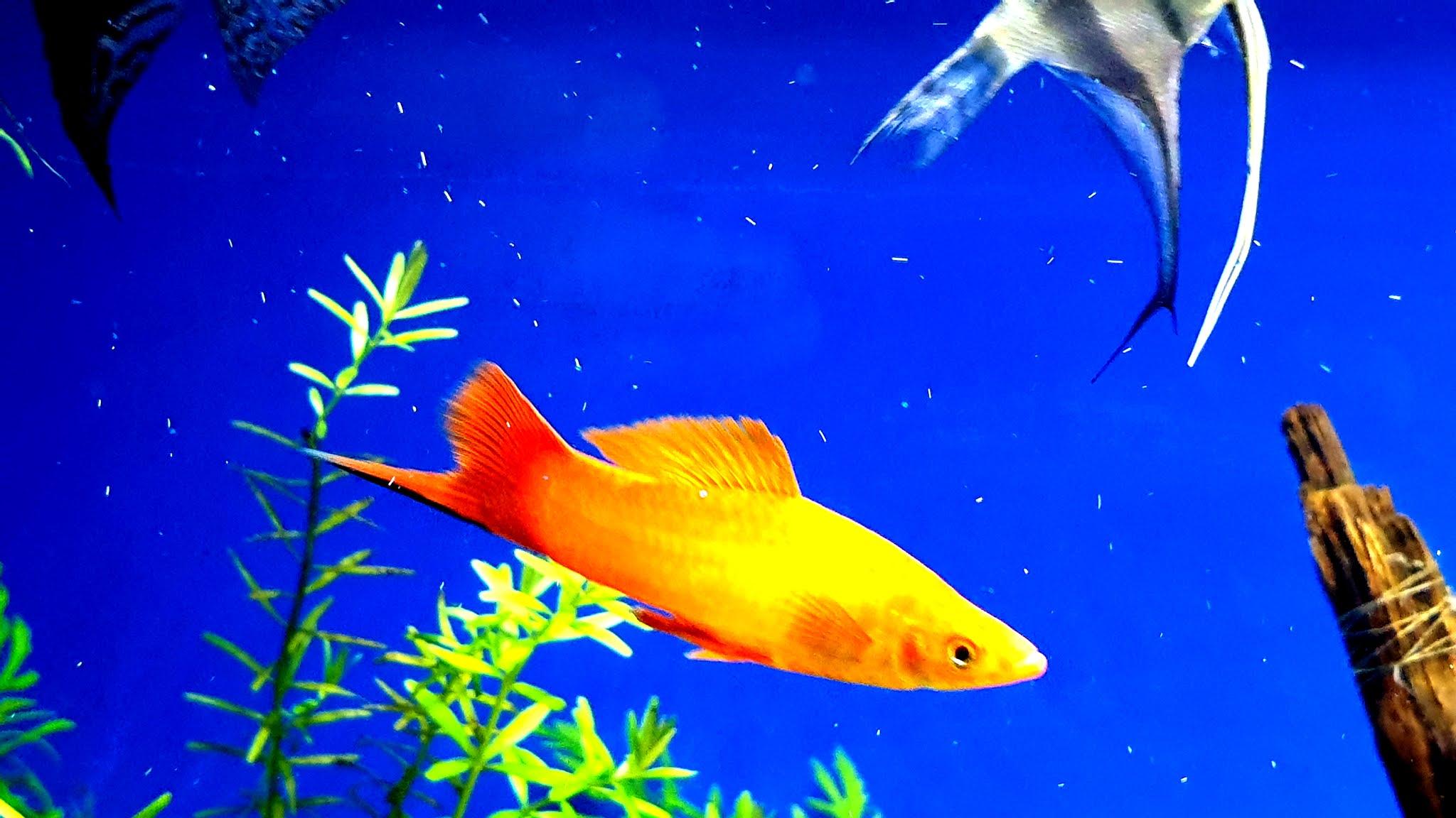 2048x1152 Aquarium Fish 4K HD Wallpaper
