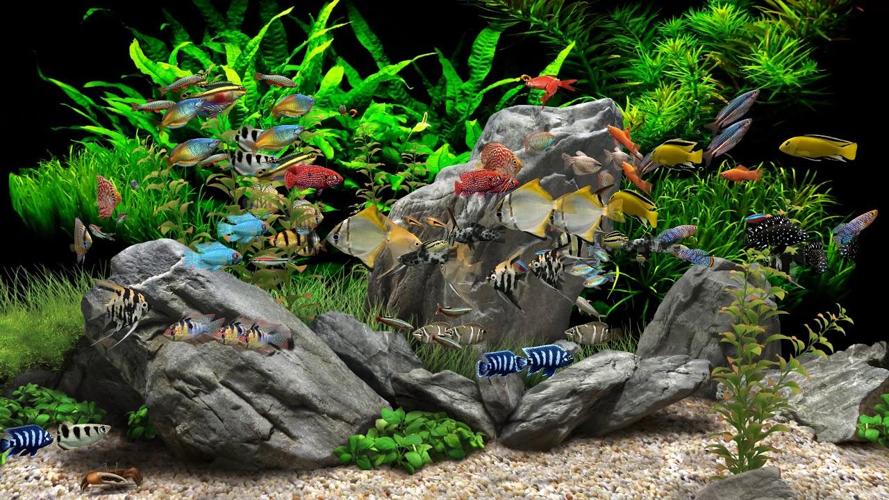 1280x720 Dream Aquarium Hours Tanks (4K)