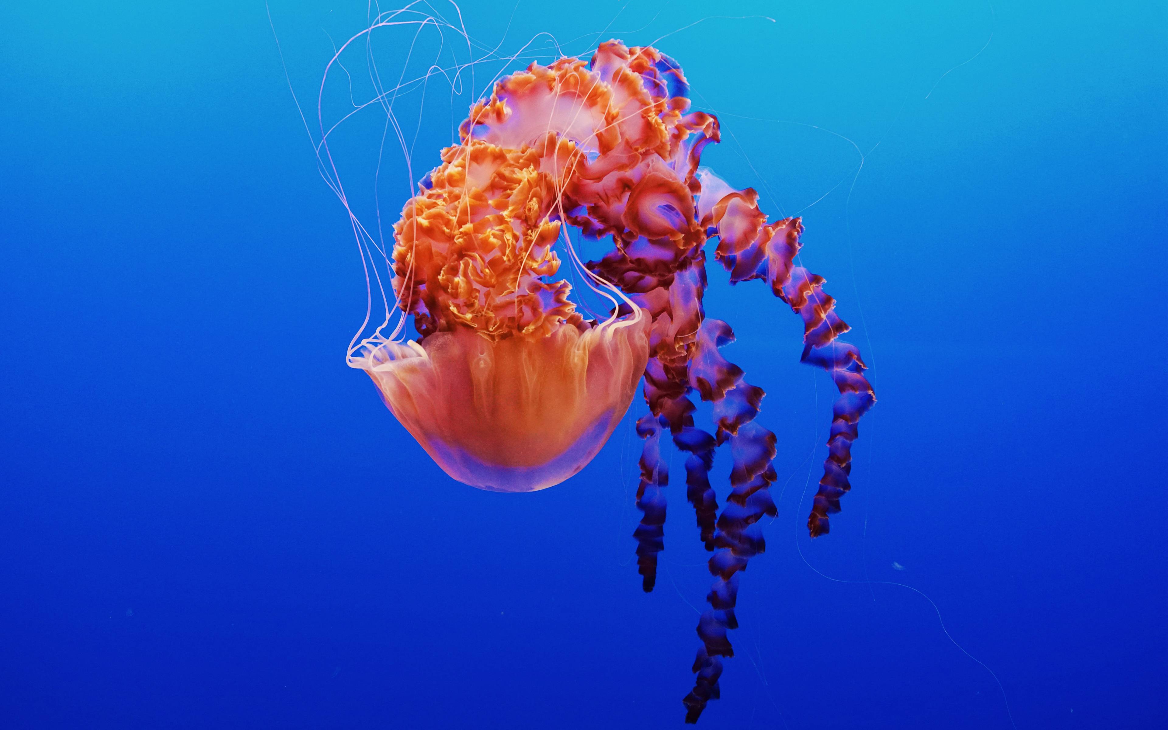 3840x2400 Jellyfish in Monterey Bay Aquarium 4K Wallpaper