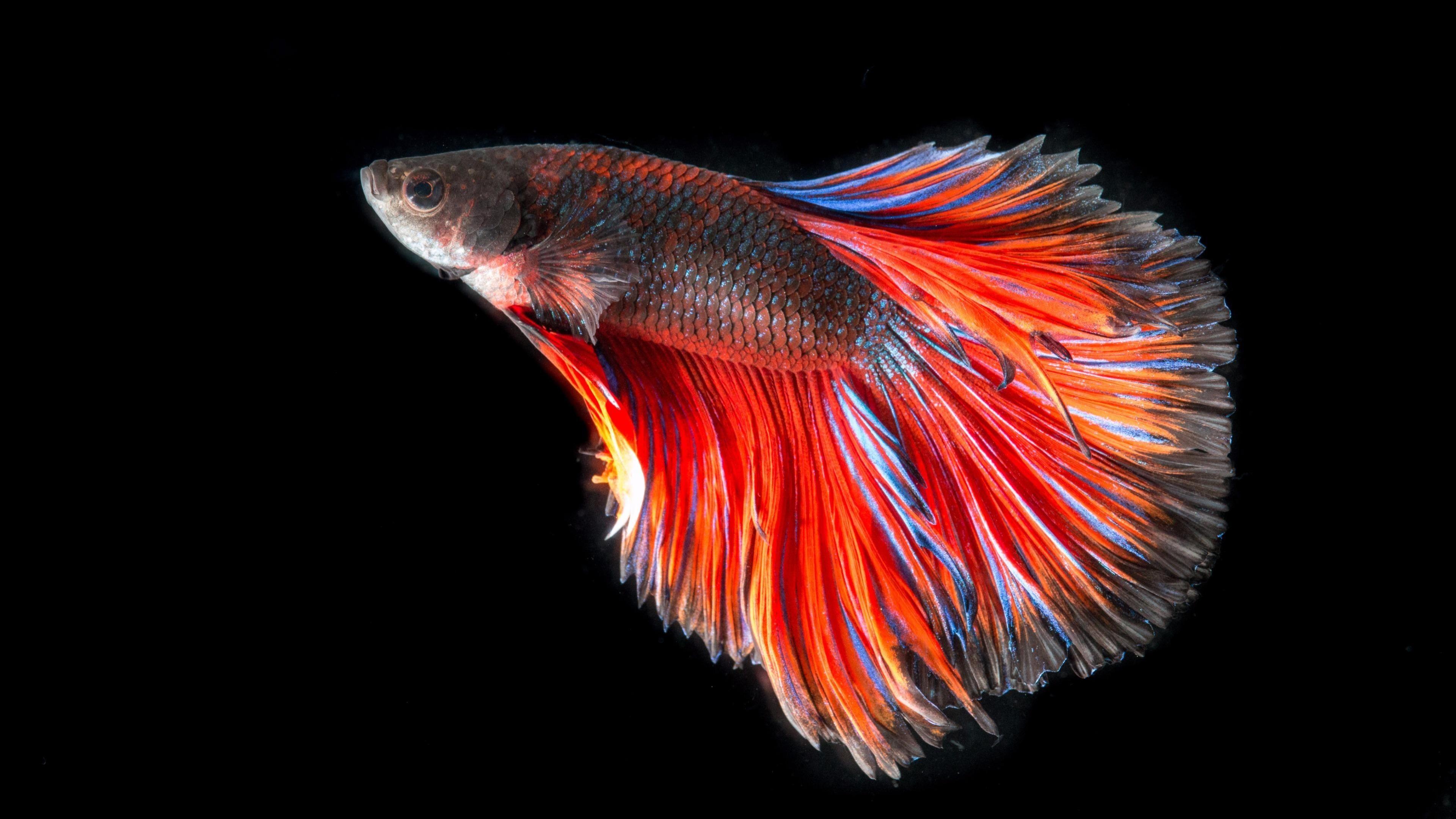 3840x2160 Aquarium Fishes Wallpaper HD Fish Wallpaper HD 3D HD Wallpaper