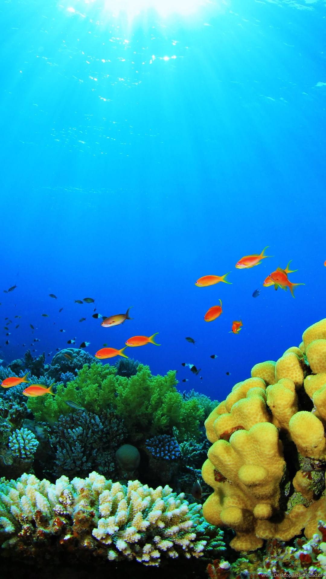 1080x1920 Aquarium Screensaver : Apps & Games