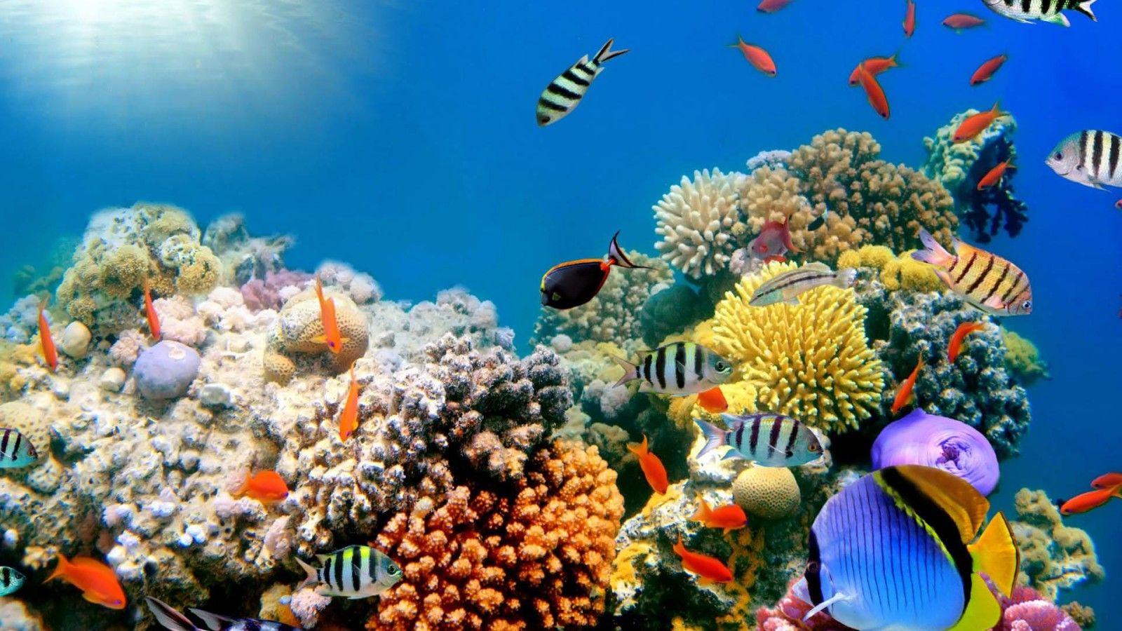 Tropical Coral Reef 4K Wallpapers - Top Free Tropical Coral Reef 4K ...