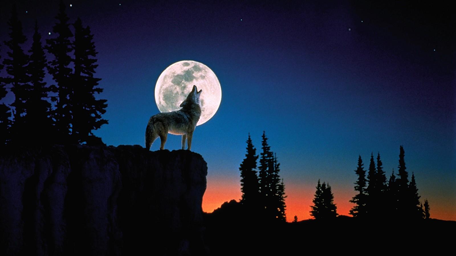 1600x900 Free download Moon Wolf Wallpaper 1600x900 Moon Wolf [1600x900] for your Desktop, Mobile & Tablet. Explore Wolf Moon Wallpaper. Wolves Wallpaper for Desktop, Wolf Wallpaper, 1080P Wolf Wallpaper