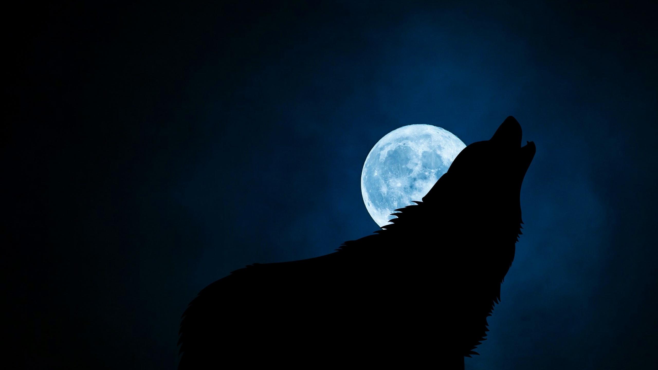 2560x1440 Desktop Wallpaper Wolf, Moon, Night, 4k, HD Image, Picture, Background, A2ca72