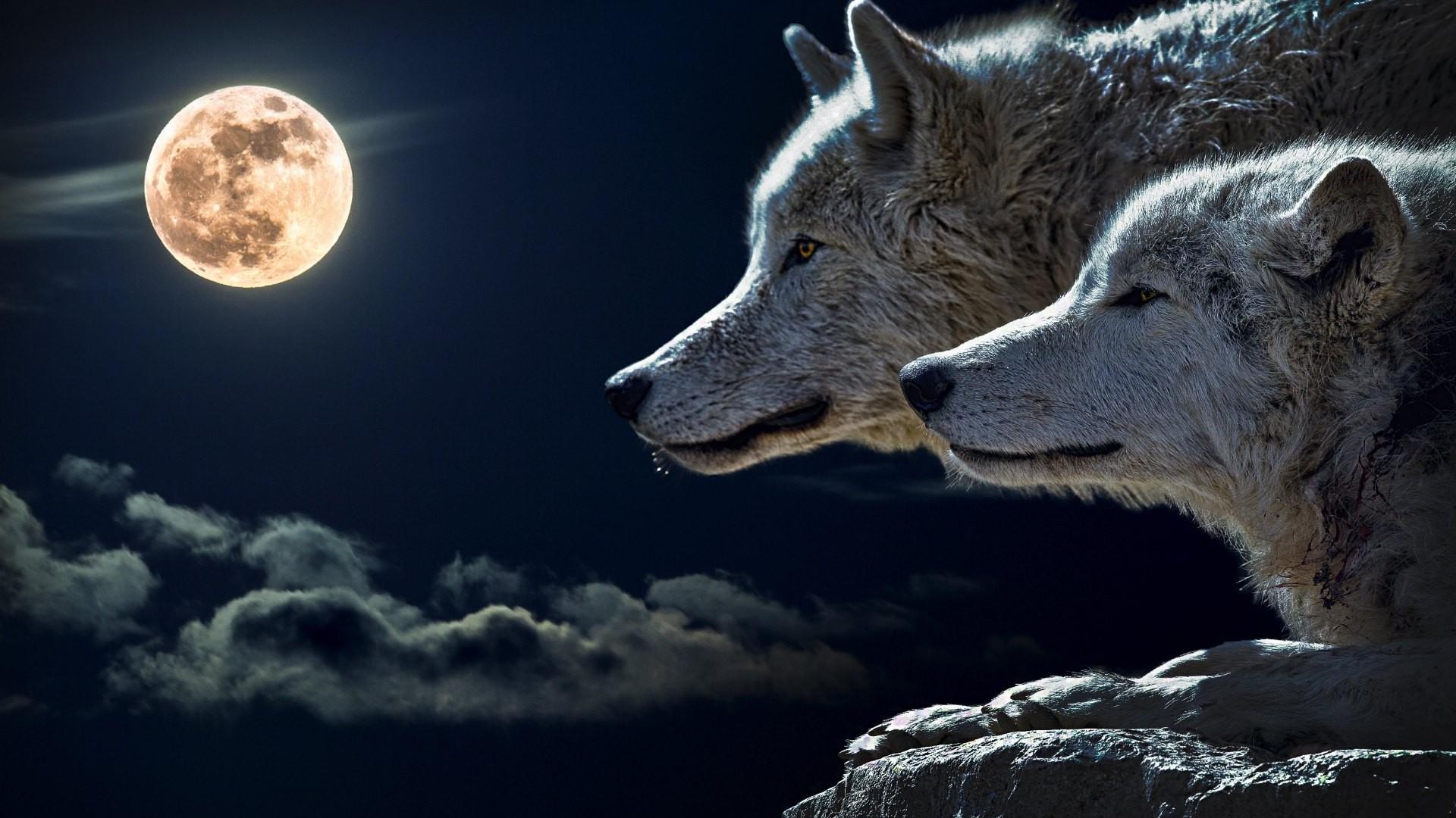 1920x1080 #wolf, #Moon wallpaper. Mocah HD Wallpaper