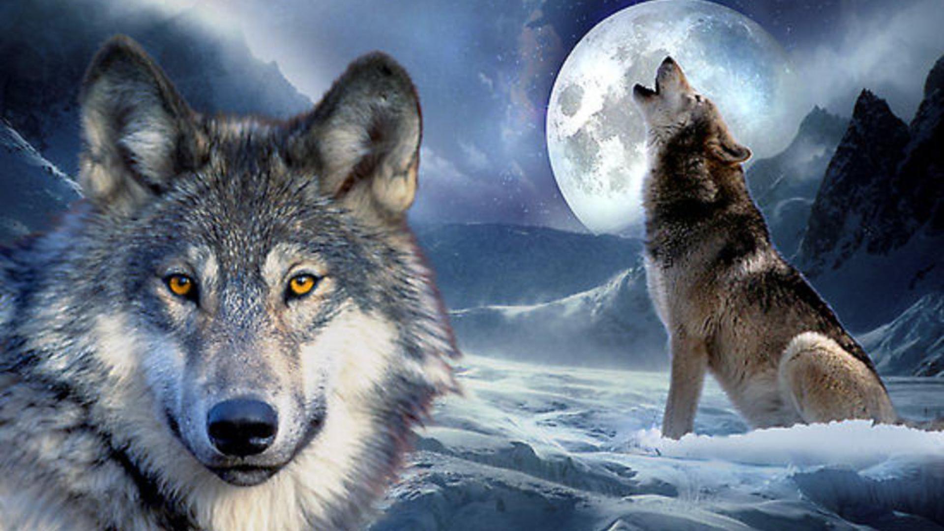 1920x1080 Free download Wolf Howling At The Moon Wallpaper [1920x1080] for your Desktop, Mobile & Tablet. Explore Wolf Howling At The Moon WallpaperP Wolf Wallpaper, Wolf and Moon Wallpaper