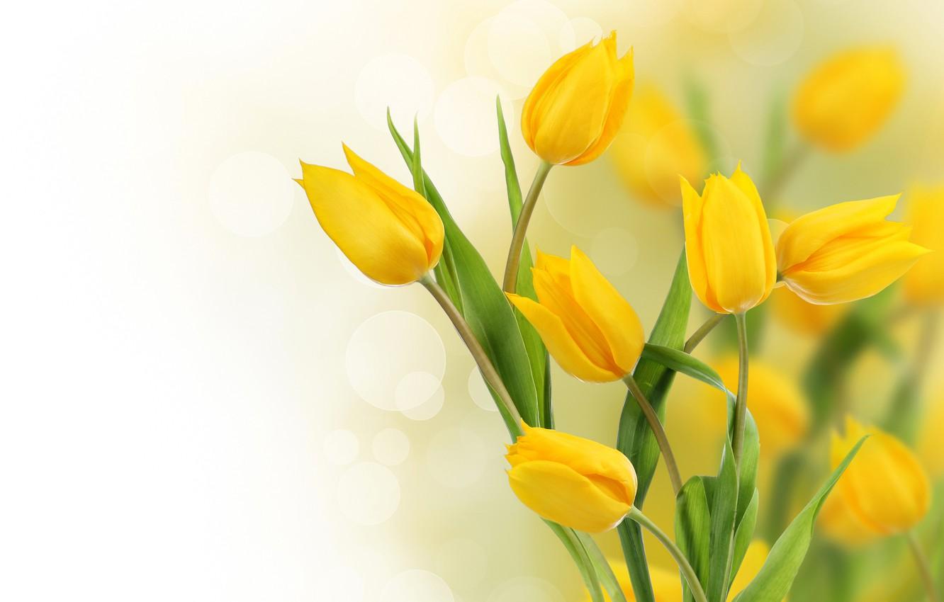 Yellow Tulips Desktop Wallpapers - Top Free Yellow Tulips Desktop  Backgrounds - WallpaperAccess