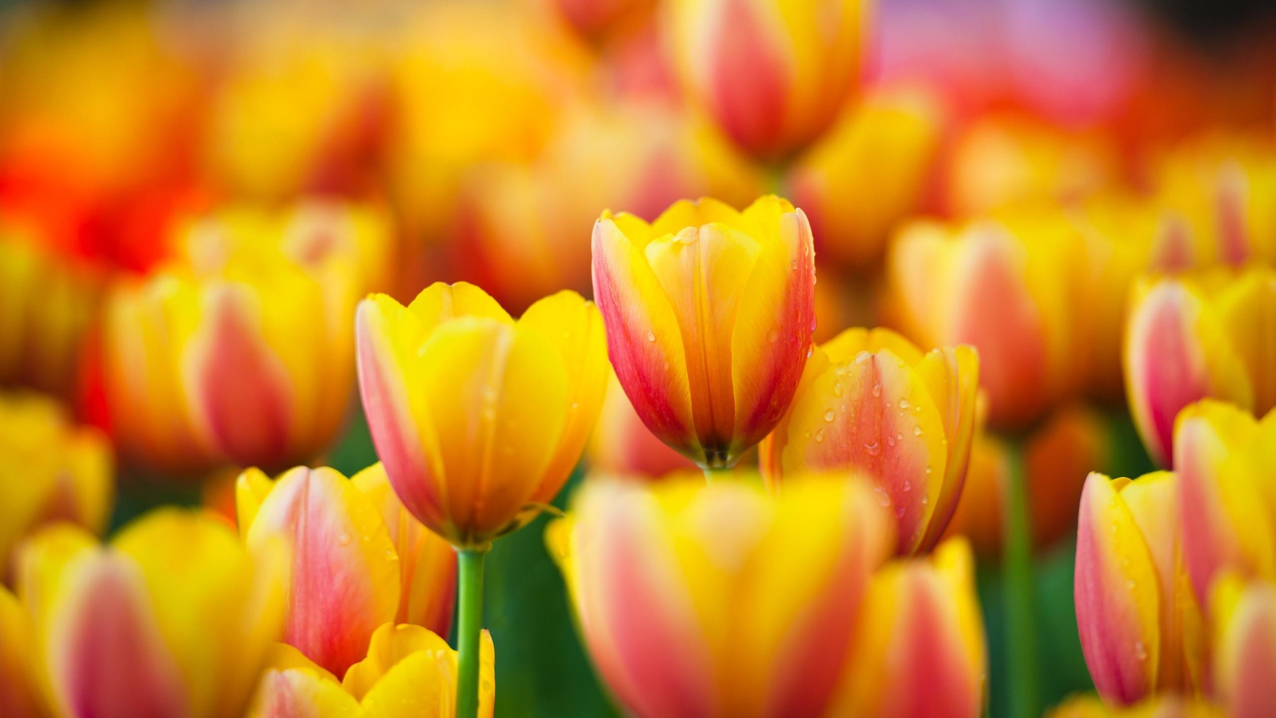 Yellow Tulips Desktop Wallpapers - Top Free Yellow Tulips Desktop 