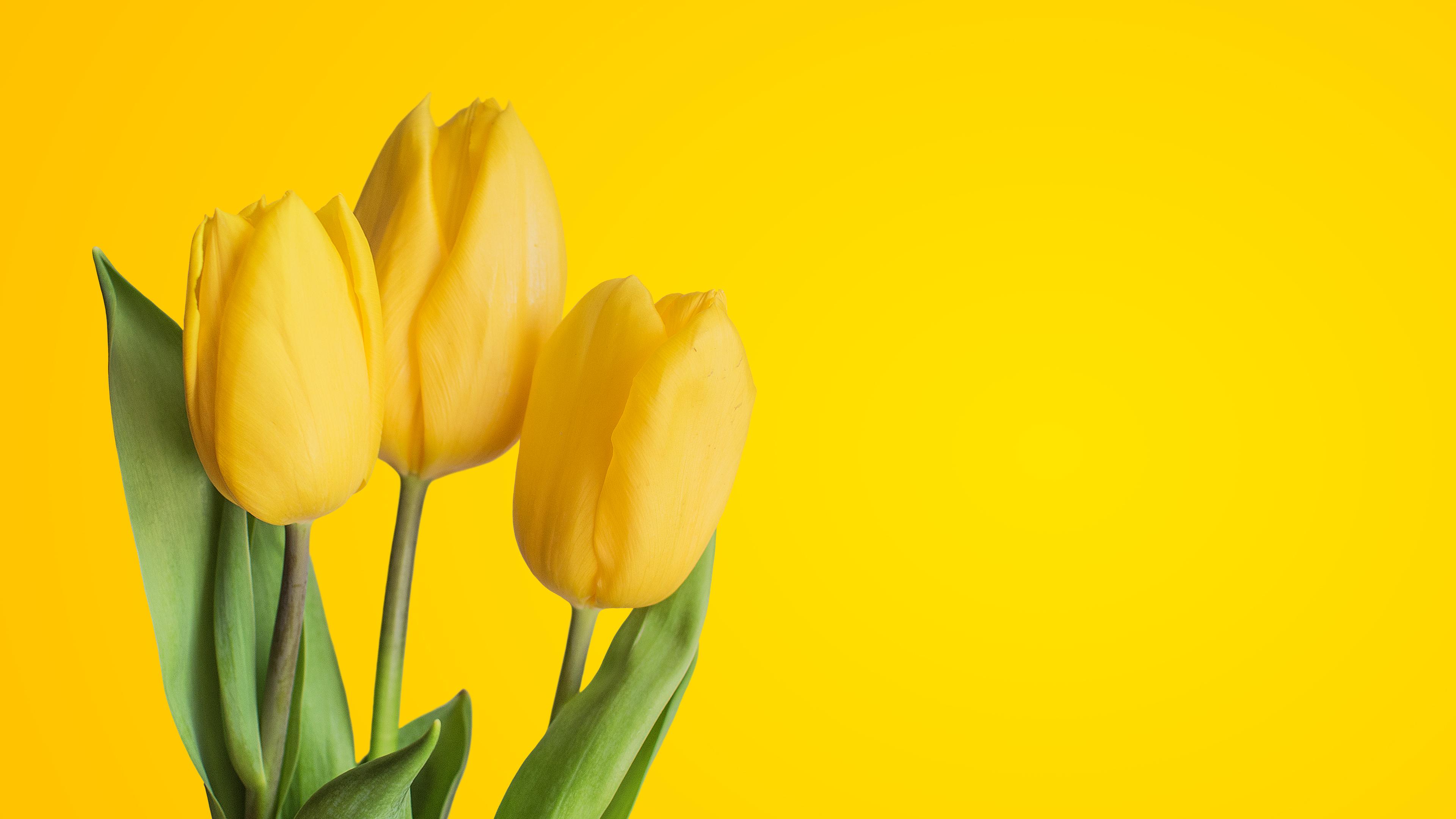 3840x2160 Yellow Tulips Wallpaper HD Wallpaper