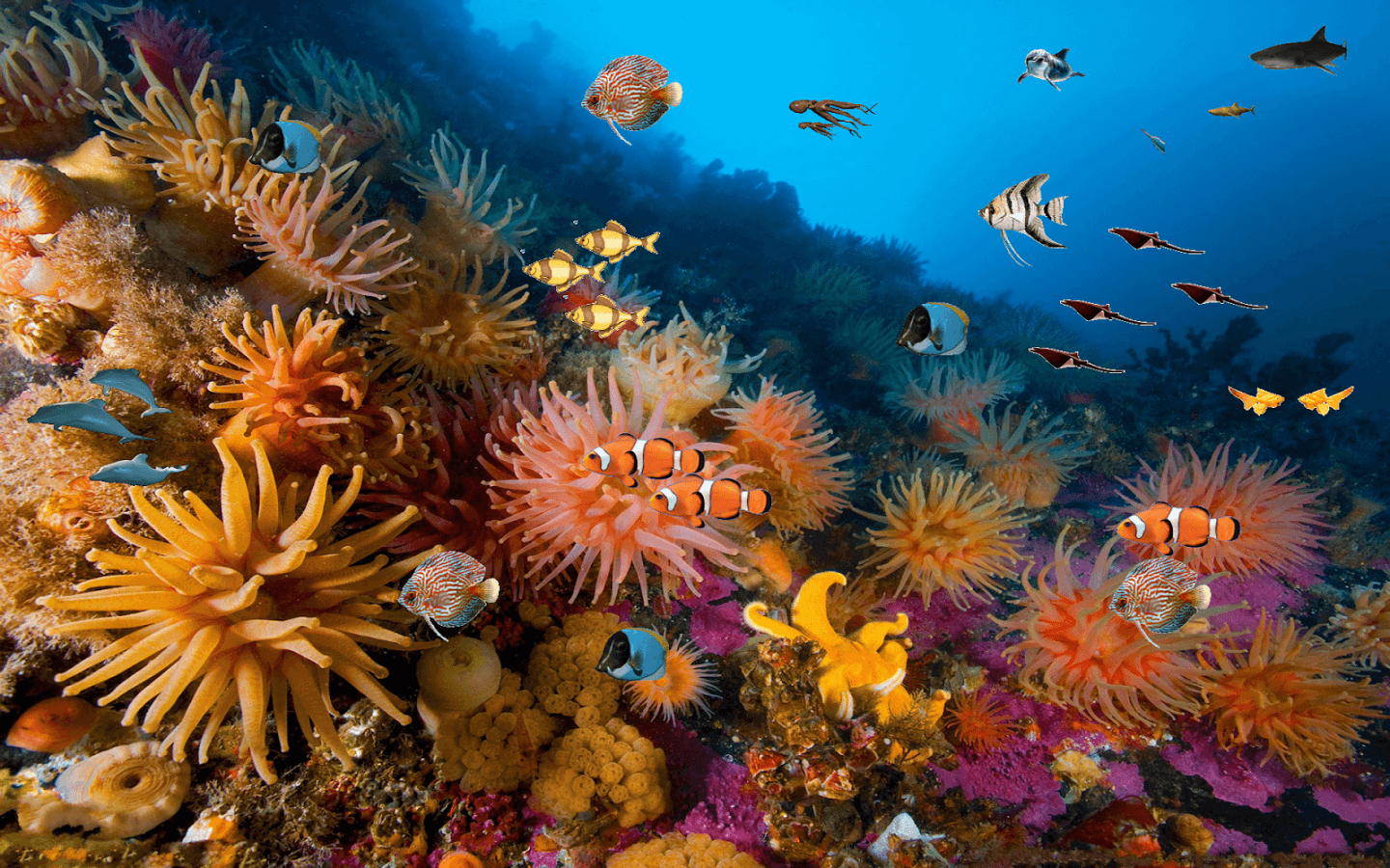 Real Coral Reef 4K Wallpapers - Top Free Real Coral Reef 4K Backgrounds