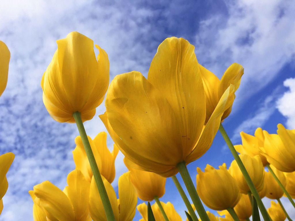 1024x768 of Tulips 4K wallpaper for your desktop or mobile screen