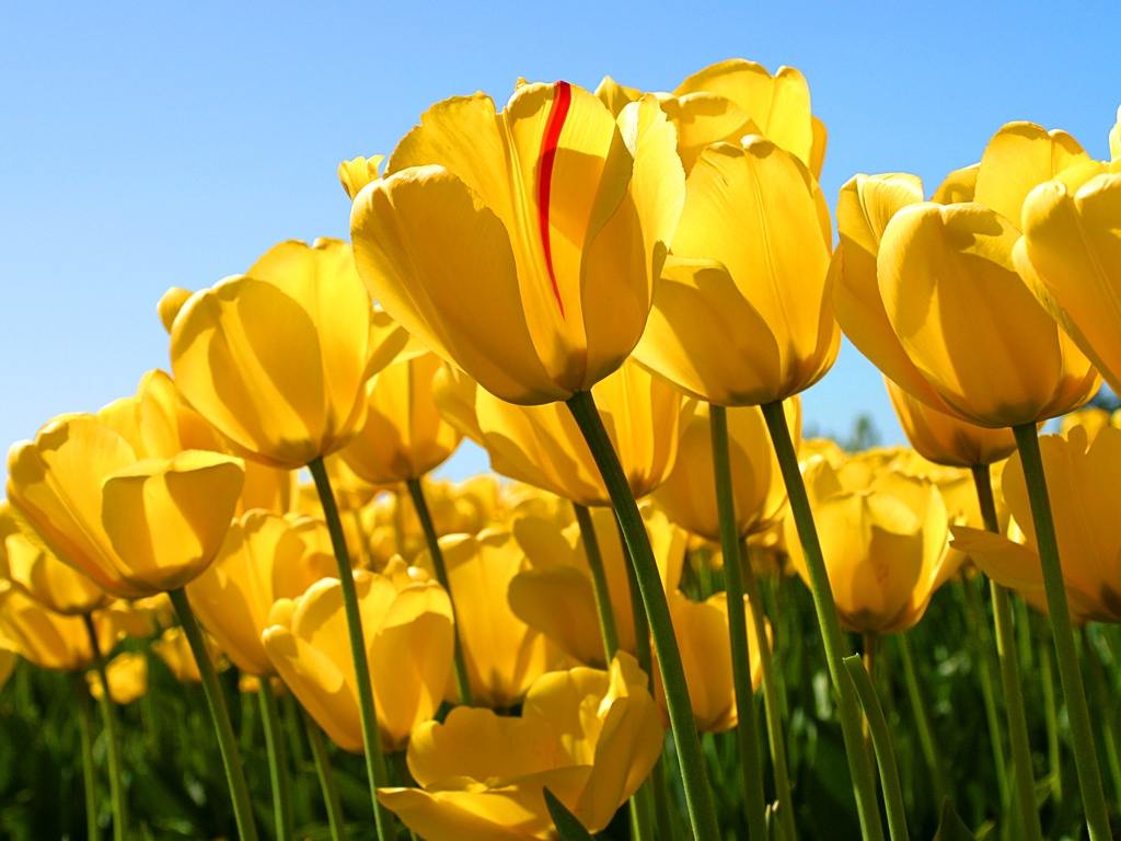 1024x768 Yellow Tulips Desktop Background id: 2546