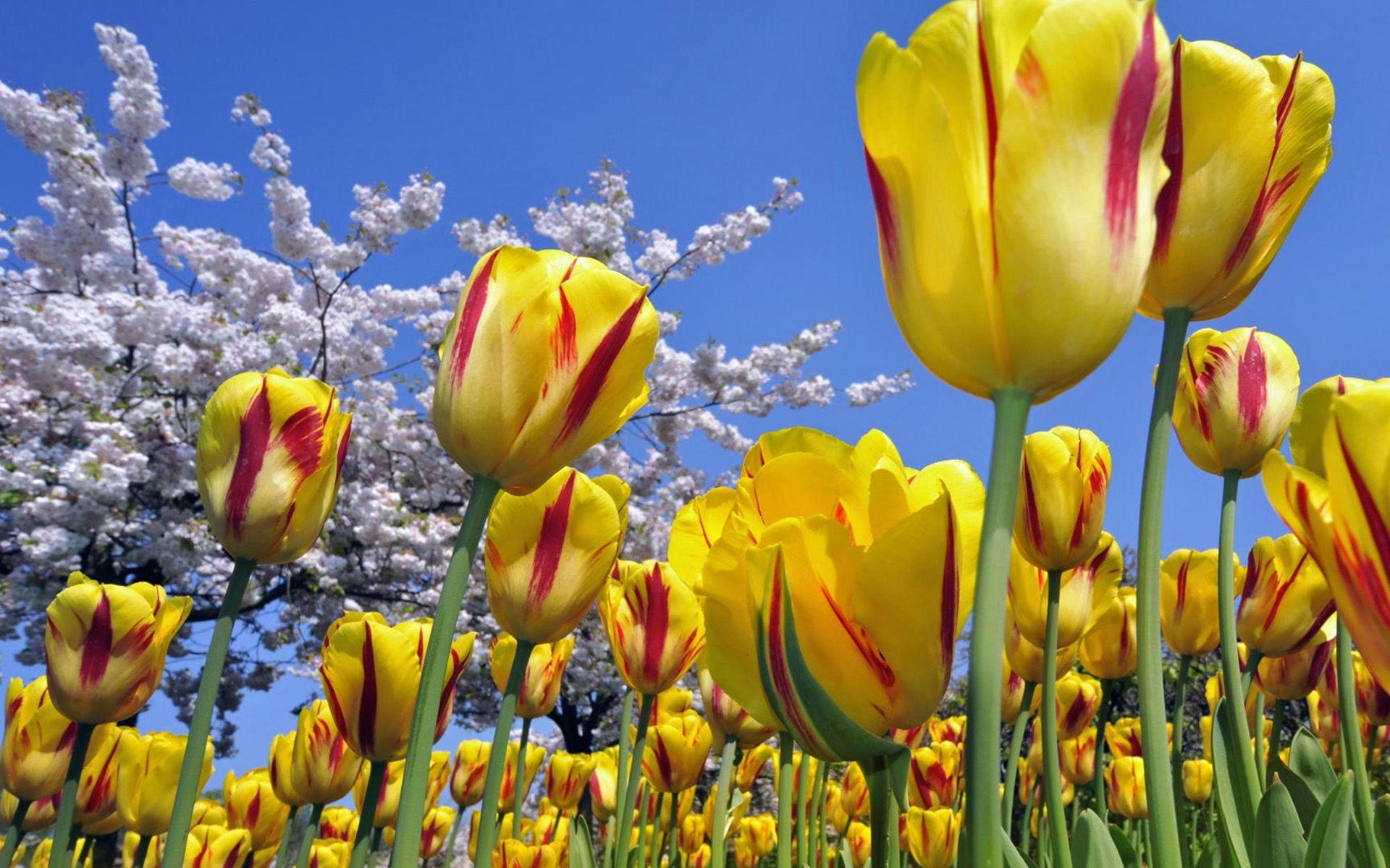 1920x1200 Spring yellow tulips