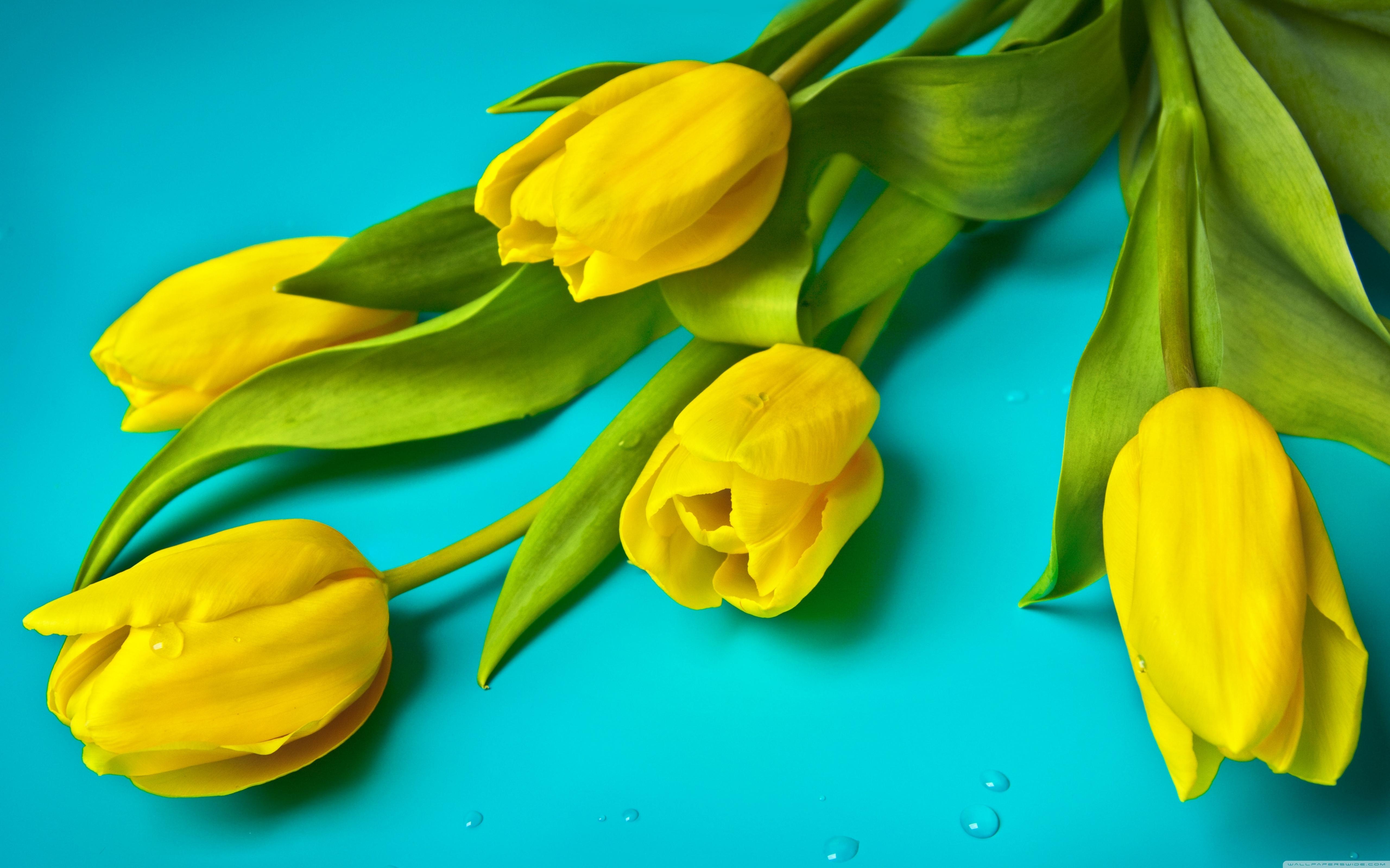5120x3200 Beautiful Yellow Tulips Ultra HD Desktop Background Wallpaper for 4K UHD TV : Widescreen & UltraWide Desktop & Laptop : Multi Display, Dual Monitor : Tablet