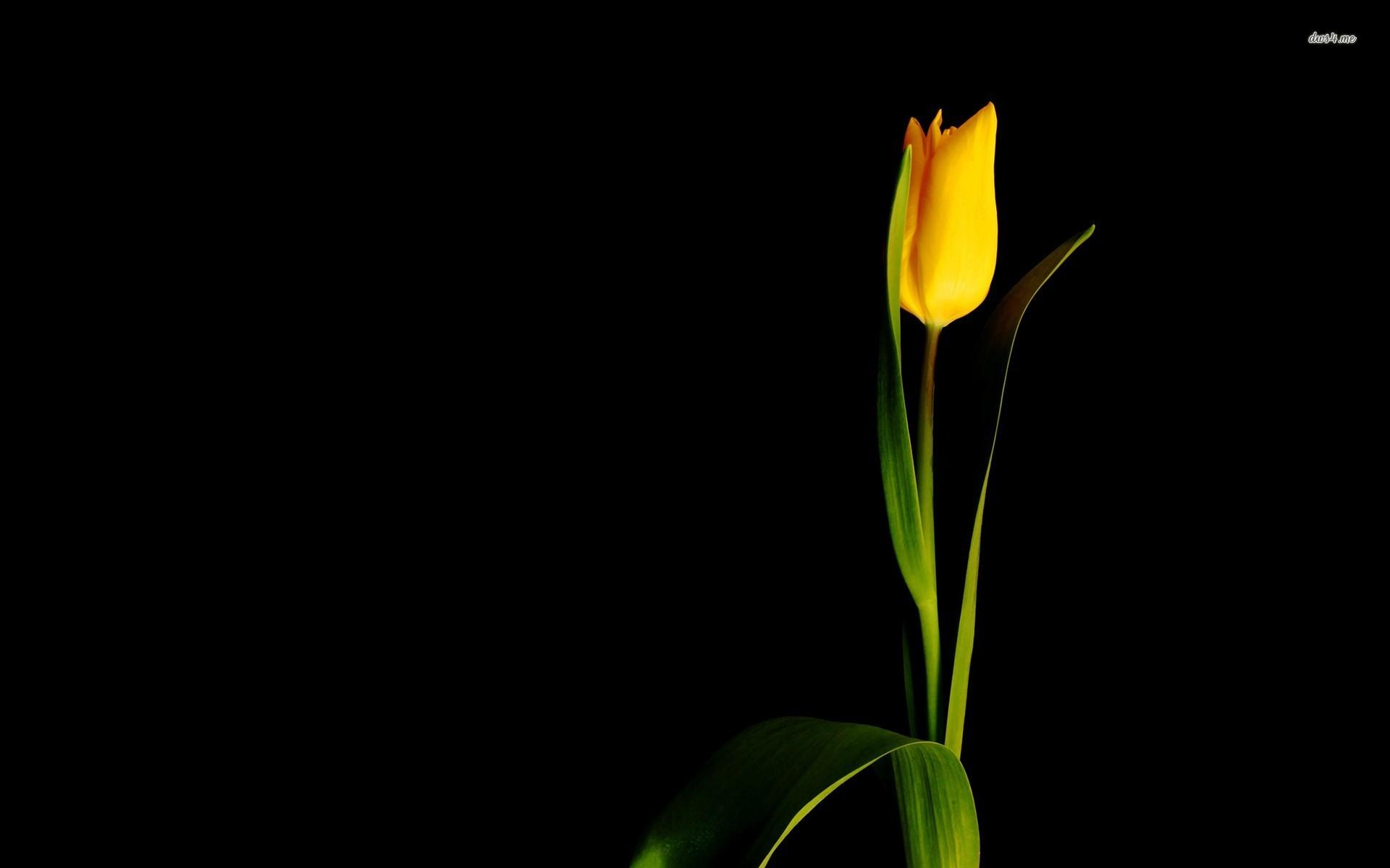 1920x1200 Single yellow tulip wallpaper wallpaper