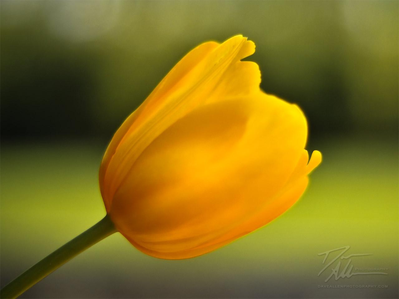 1280x960 Lovely Yellow Tulip Wallpaper