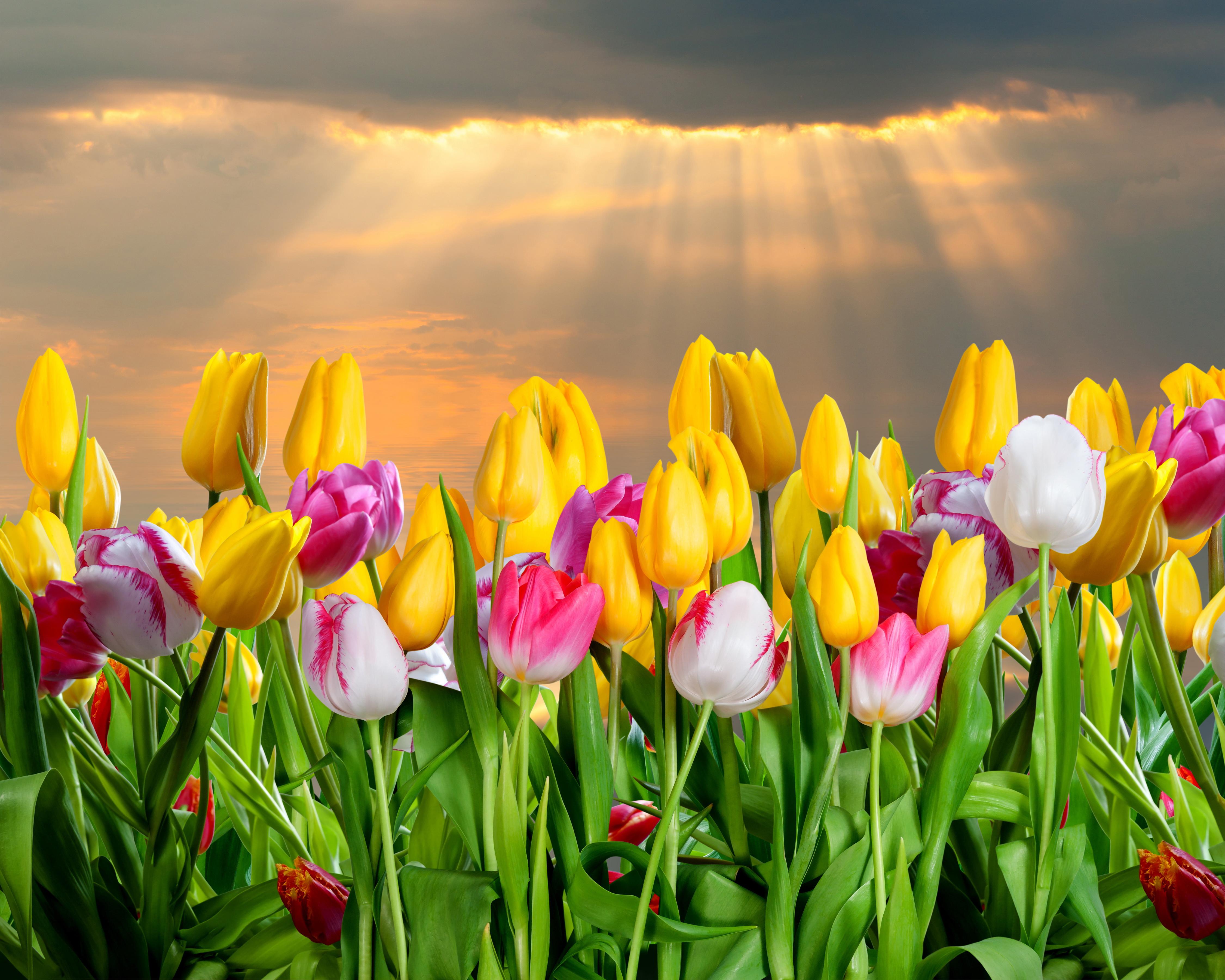 4500x3600 Pink and yellow tulips in the sun wallpaper and image, picture, photo
