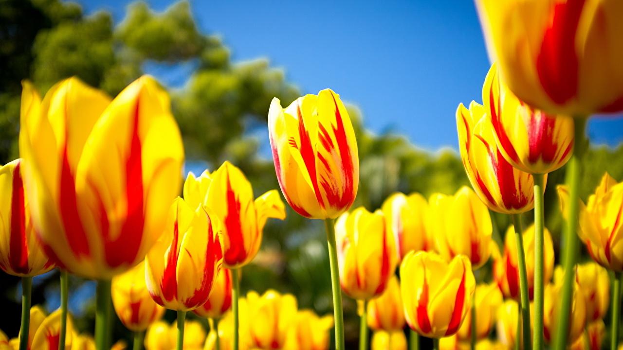 Yellow Tulips Desktop Wallpapers - Top Free Yellow Tulips Desktop ...