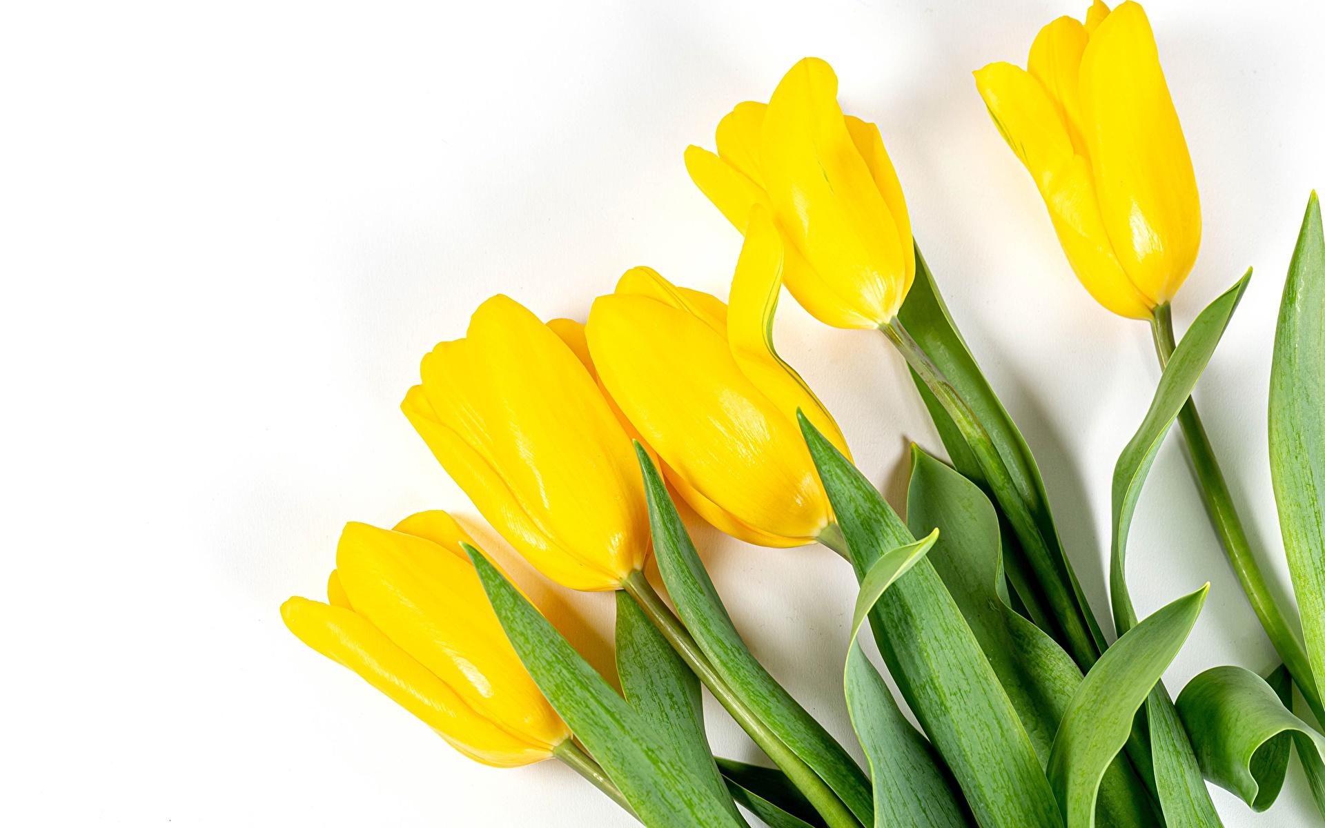 1920x1200 Desktop Wallpaper tulip Yellow Flowers White background 1920x1200