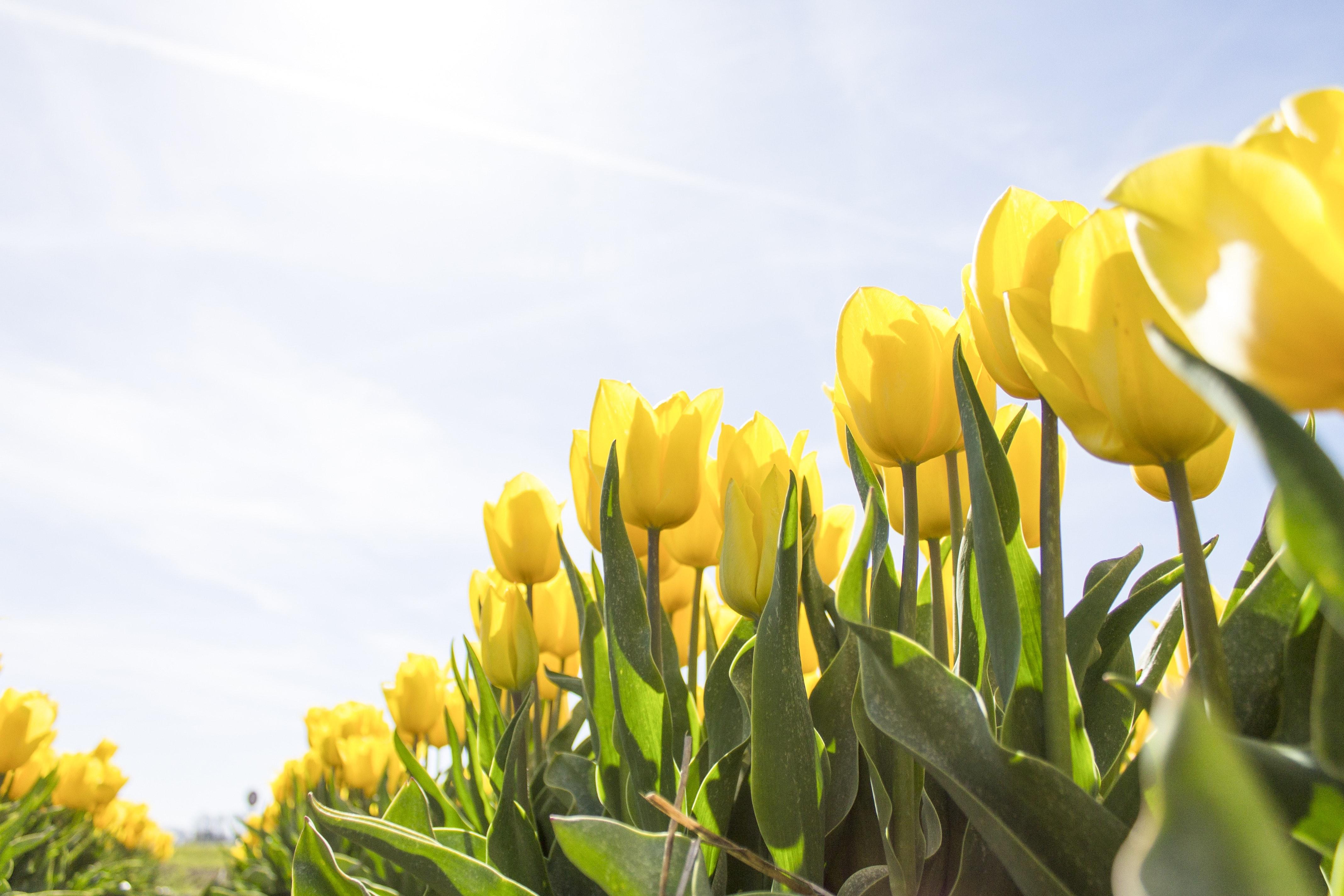 4272x2848 Yellow Tulip Flower Field during Daytime · Free