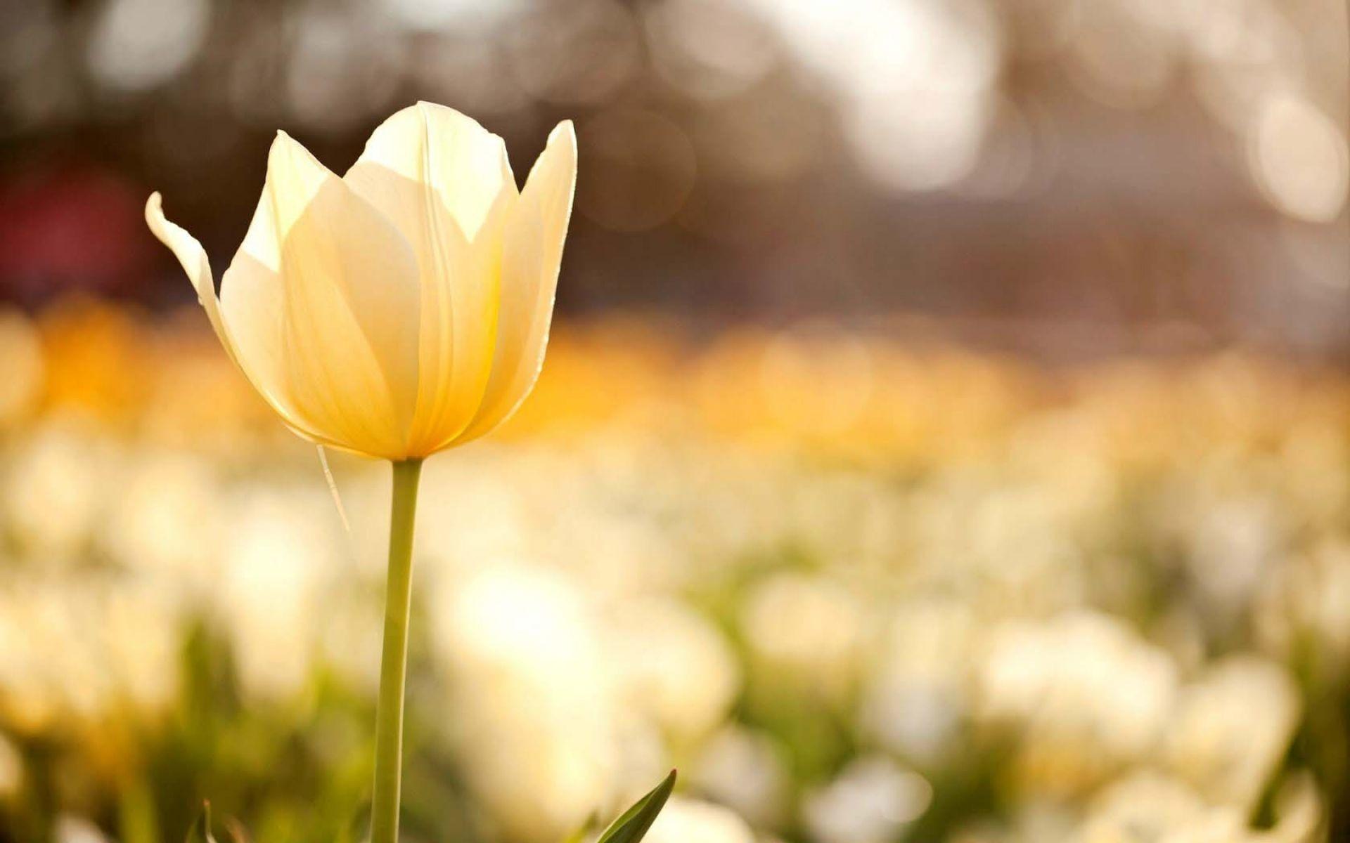 1920x1200 Tulip Flower Wallpaper, Image, Background, Picture
