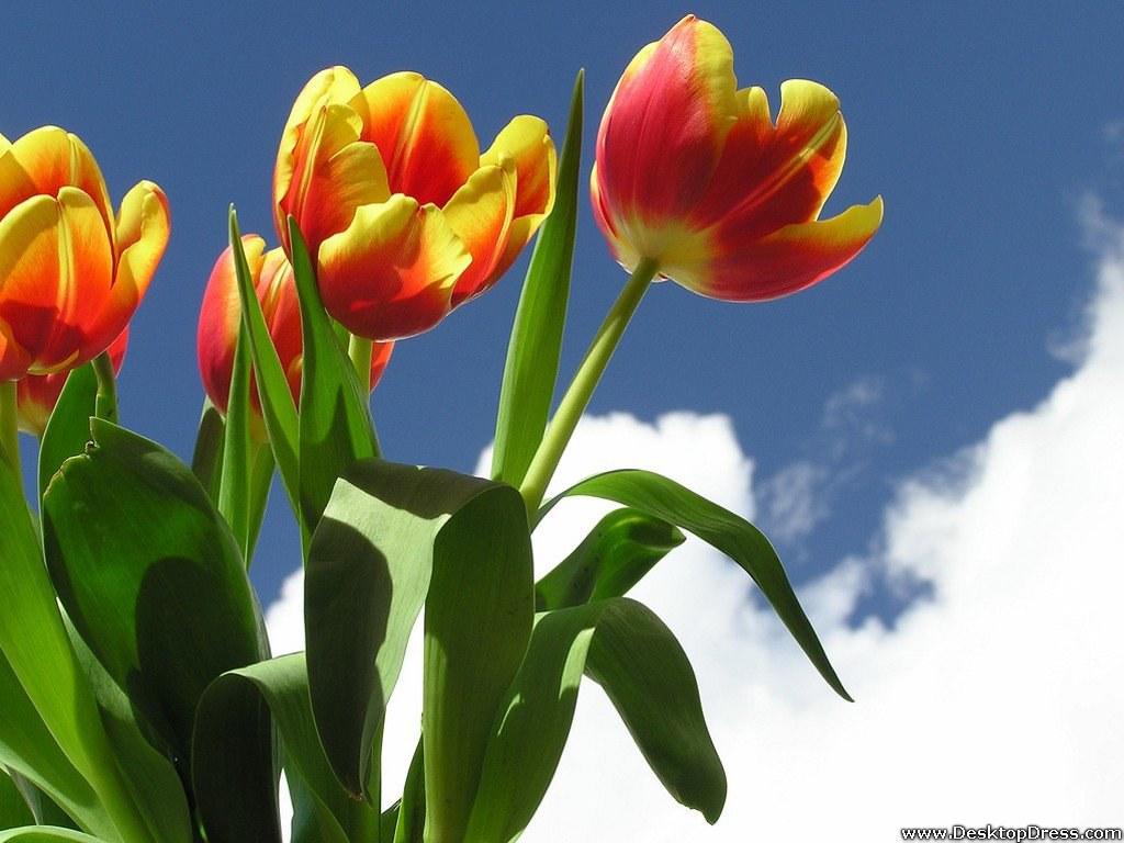 1024x768 Desktop Wallpaper Flowers Background Red Yellow Tulips