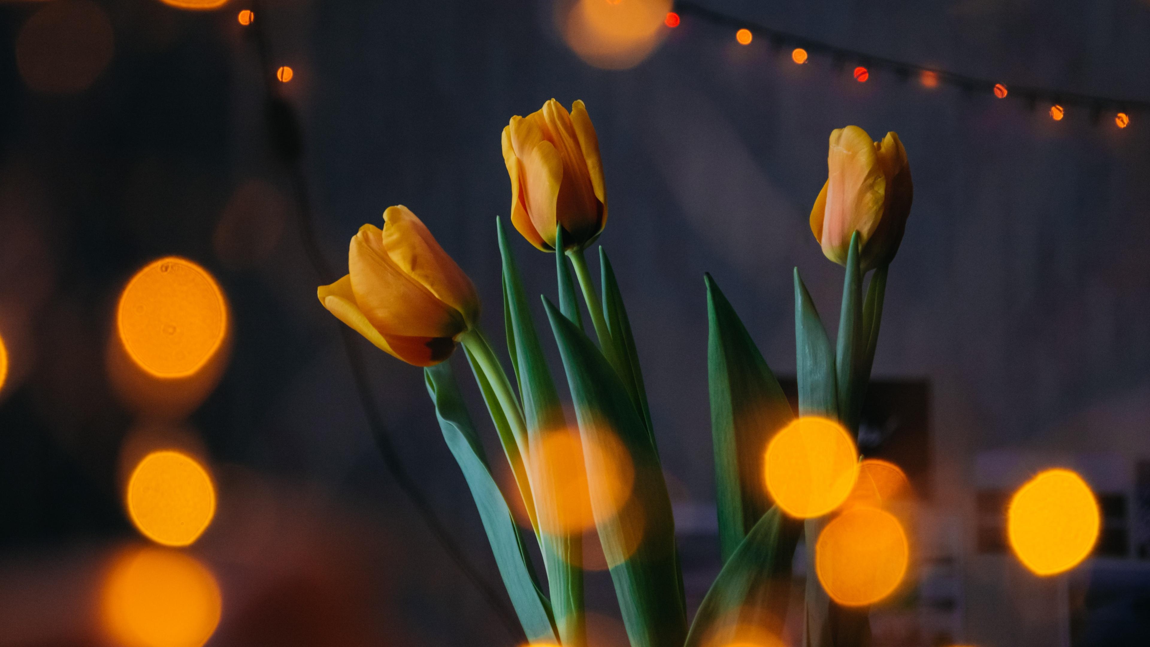 3840x2160 Yellow Tulips Wallpaper 4K, Bokeh, Lights, Decoration, Blossom, Green leaves, Flowers