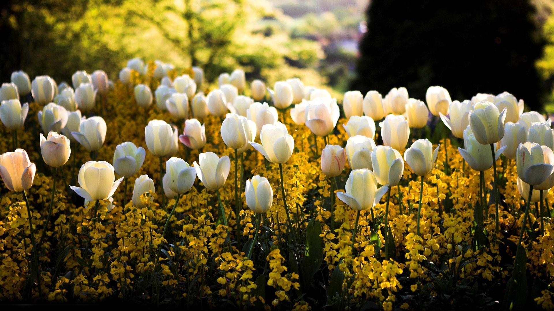 1920x1080 Free download White Tulips HD Wallpaper [1920x1080] for your Desktop, Mobile & Tablet. Explore Spring Free Wallpaper For Computer. Free Spring Wallpaper For Desktop, Free Springtime Wallpaper Downloads, Spring