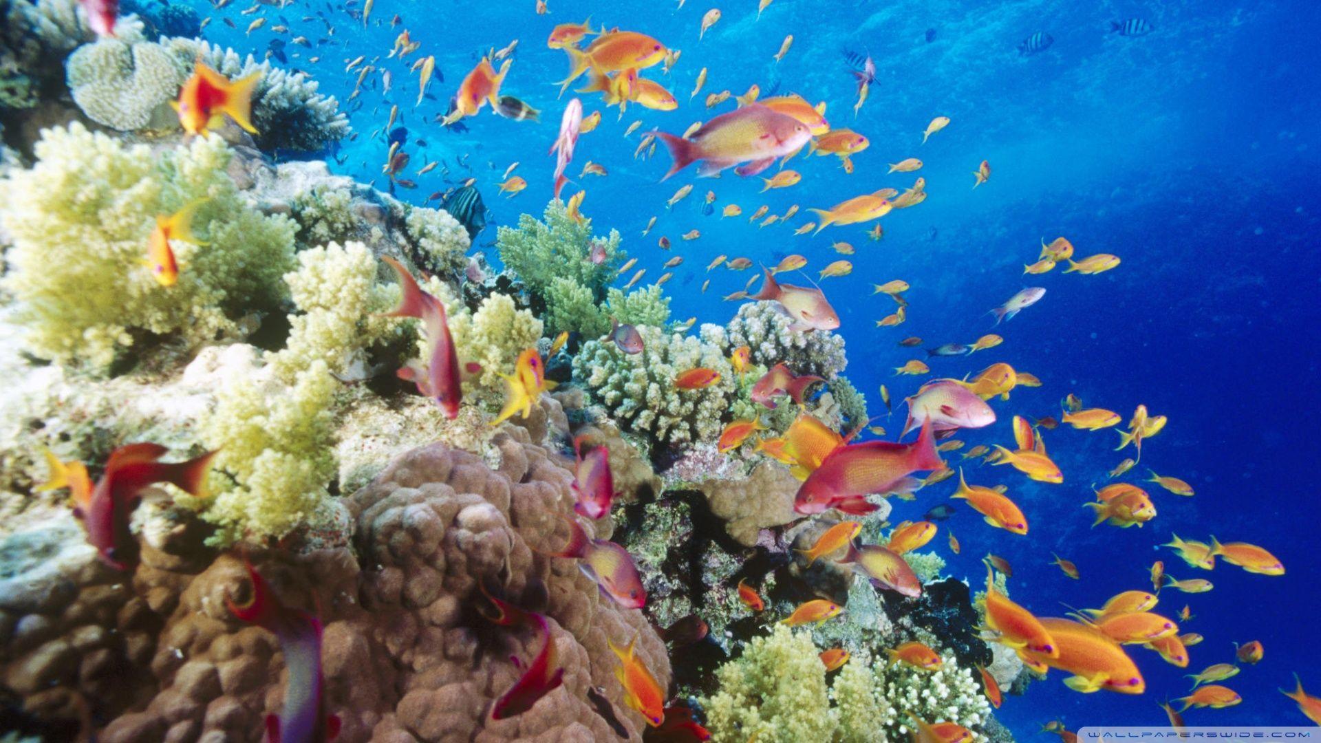 1920x1080 coral wallpaper HD