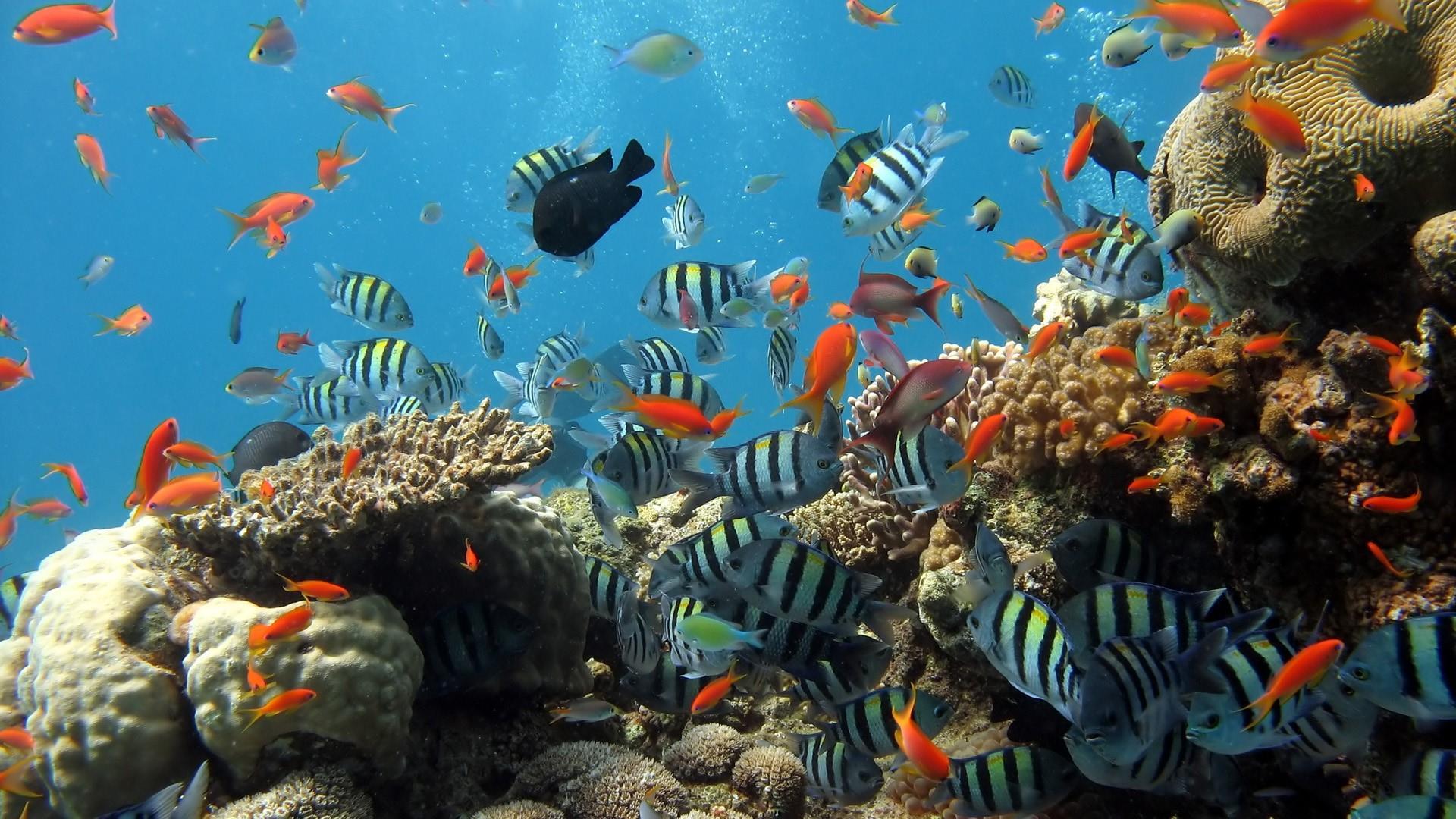 1920x1080 Under The Sea Wallpaper. Wallpaper Studio 10. Tens of thousands HD