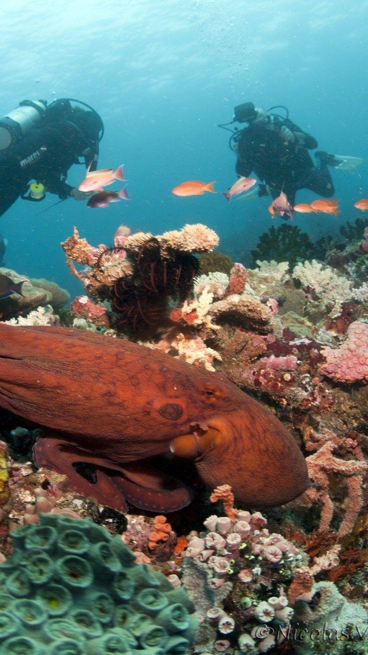 720x1280 Download Wallpaper 720x1280 Coral reef 4k wallpaper, Coral reef 4k