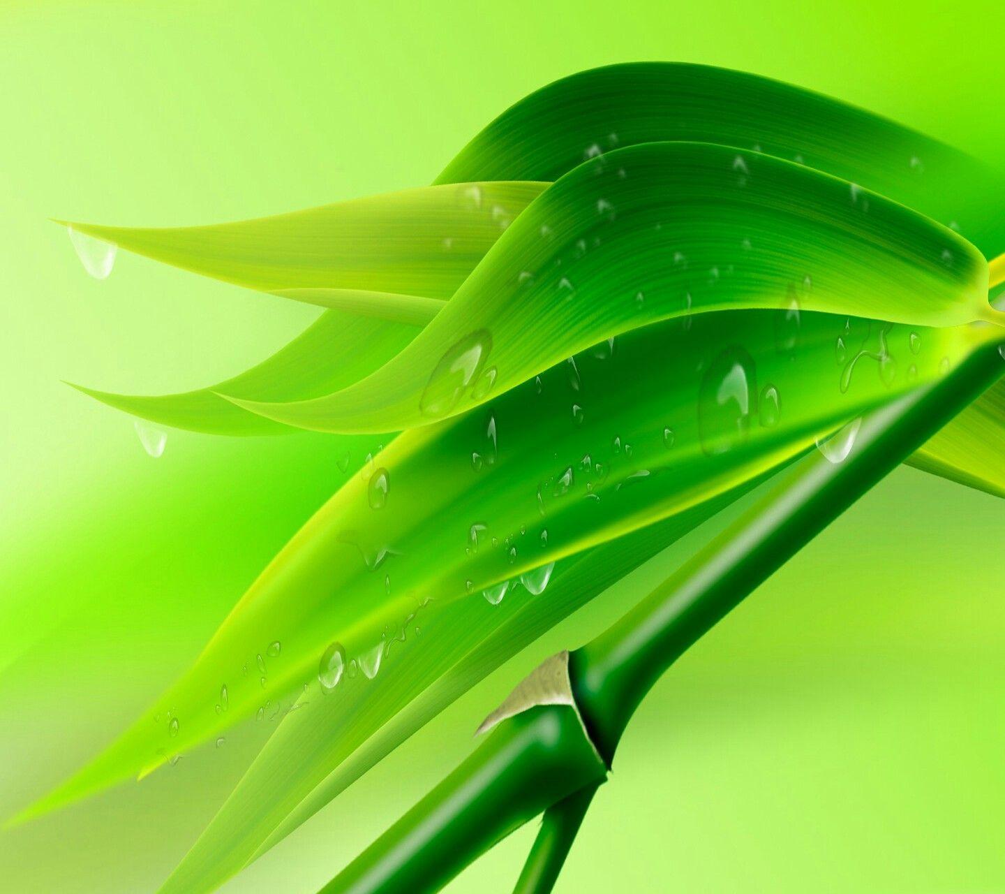1440x1280 Trees, Plants and Leaves. Bamboo wallpaper, Bamboo background, Bamboo