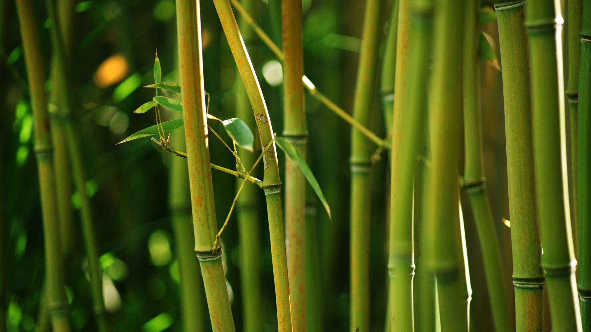 1920x1080 Nature, bamboo, bamboo stems, green bamboo leaves, HD bamboo forest scenery desktop wallpaper
