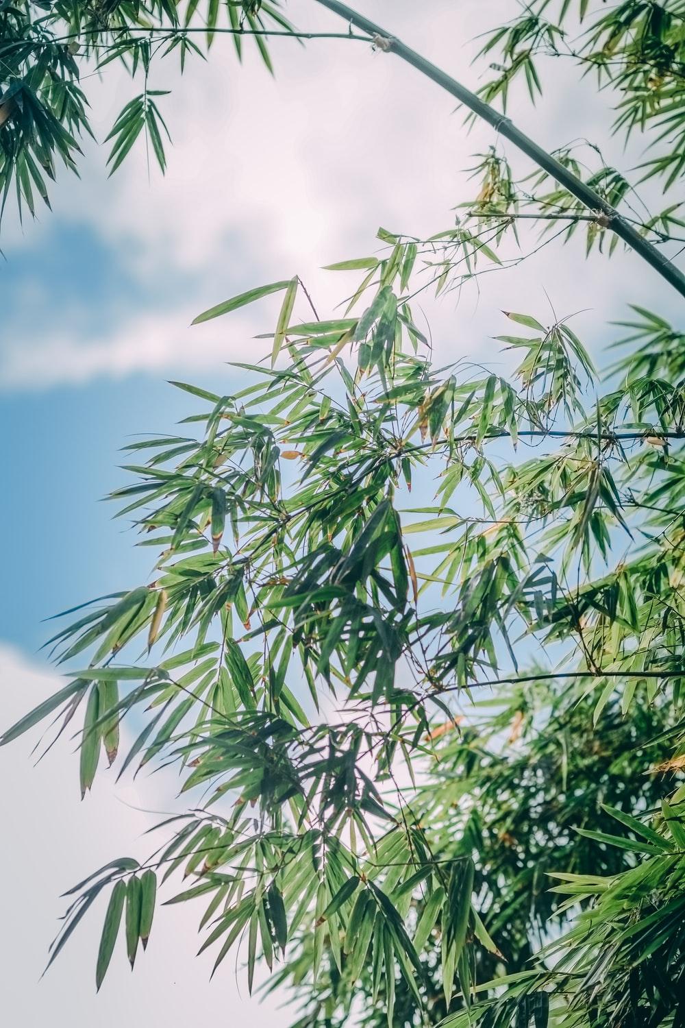 1000x1500 Bamboo Picture. Download Free Image