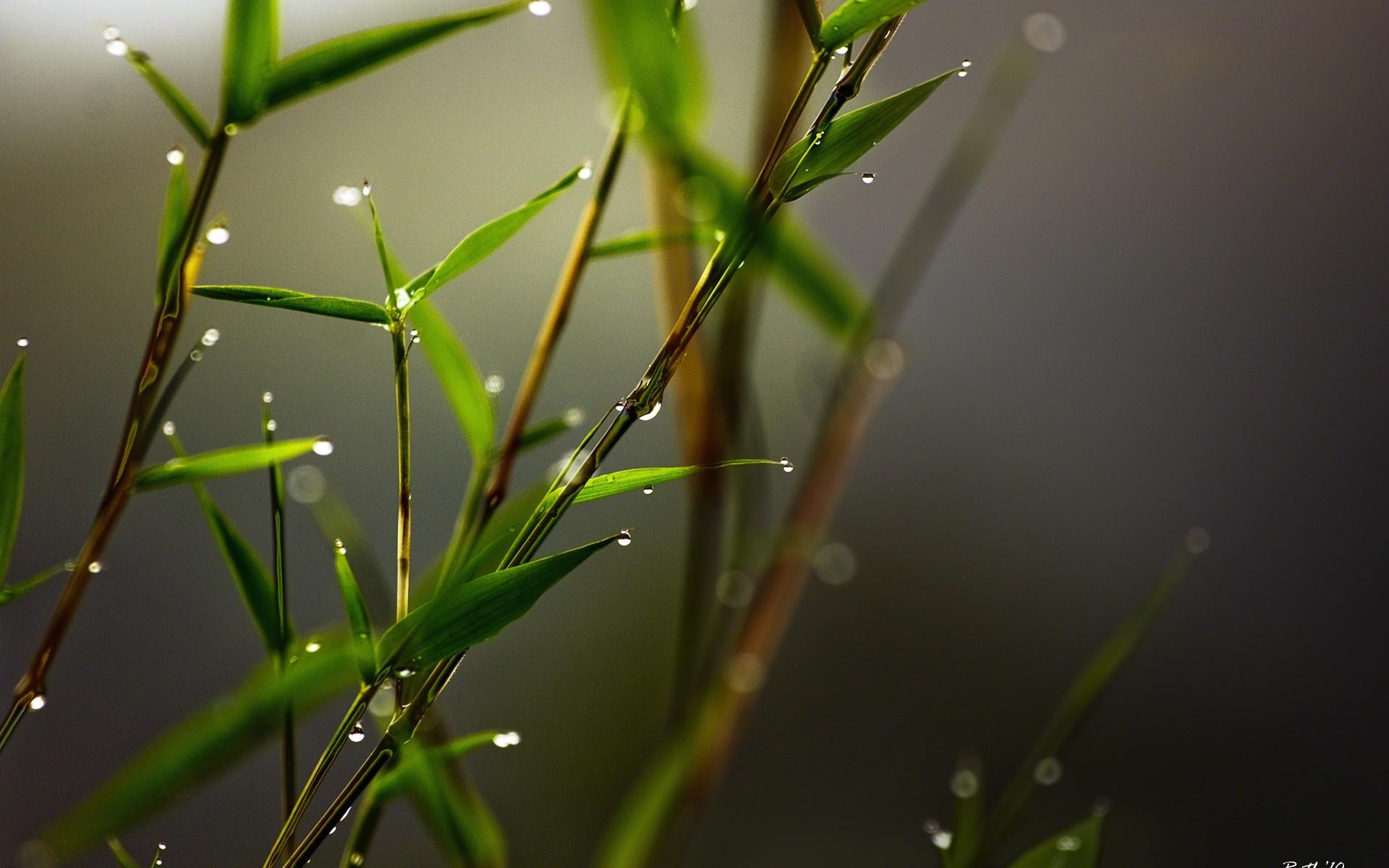 1920x1200 ruth, Mora, Photography, Macro, Bamboo, Drop, Peresharp, Drops, Leaves Wallpaper HD / Desktop and Mobile Background