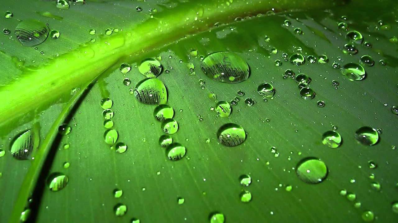 1280x720 Mindfulness Bamboo Wallpaper High Quality Resolution, On Leaves HD