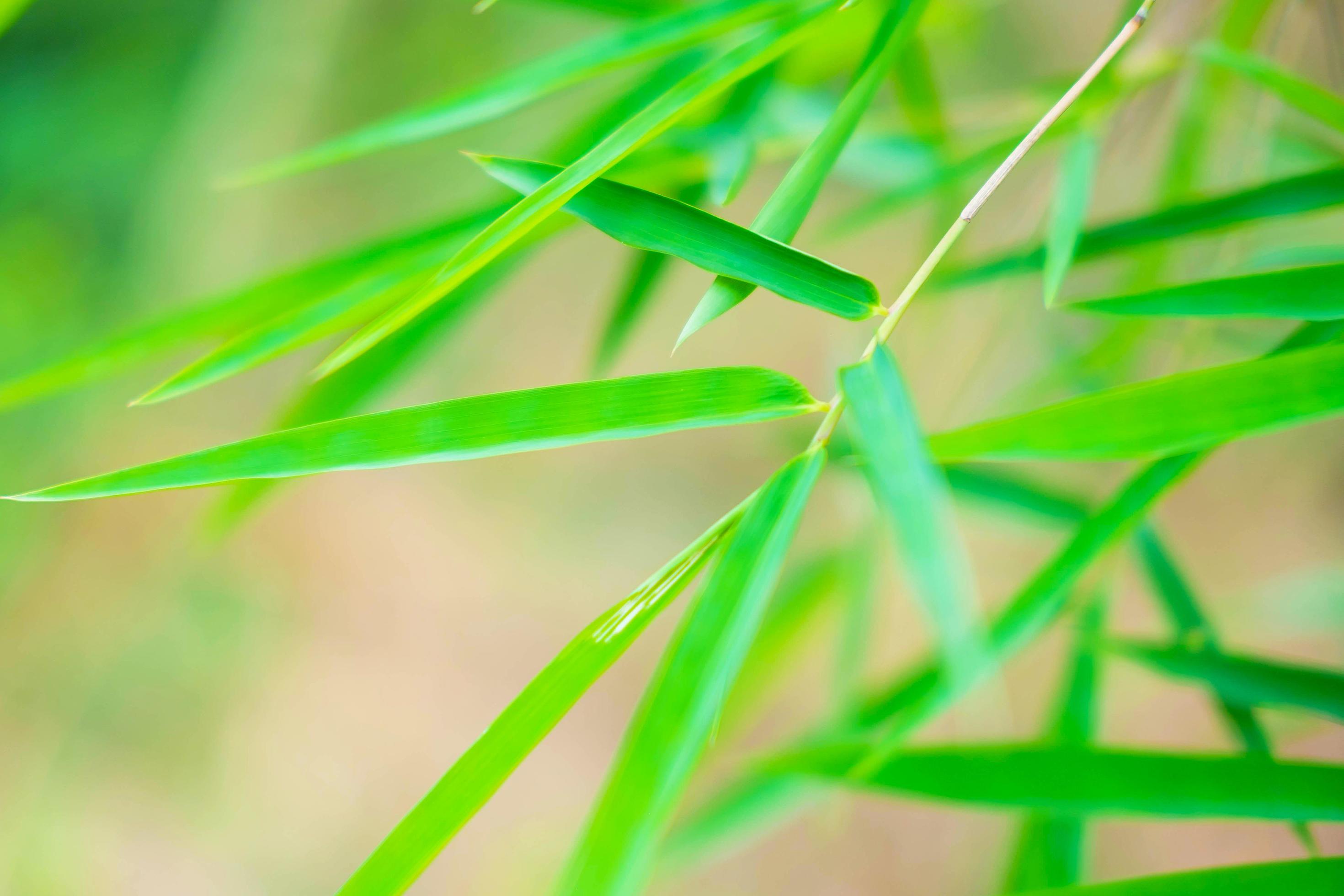 2940x1960 Bamboo leaf background