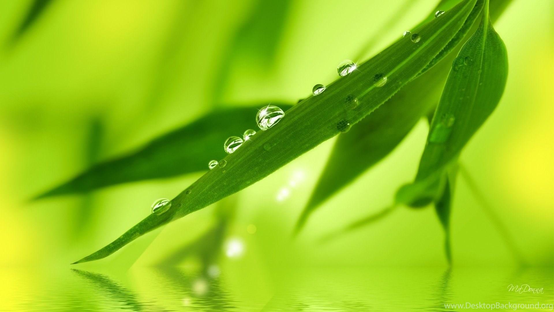 1920x1080 HDscreen: Fresh Dew On Bamboo Leaves Tree Green Desktop Bakcgrounds Desktop Background